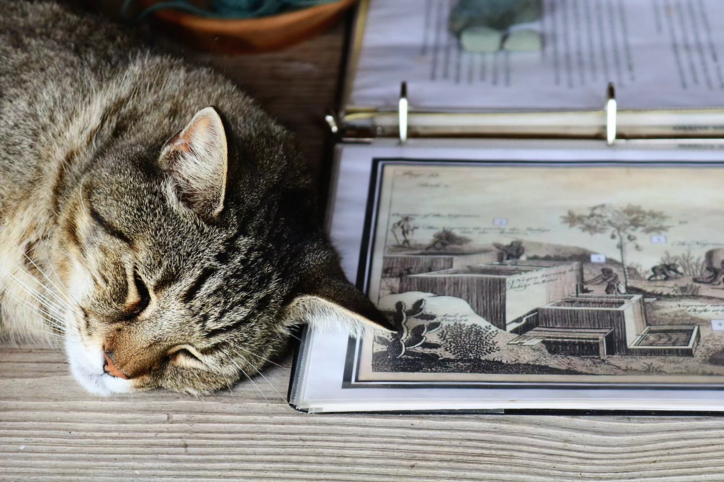 "Historical Cat"
#catphotography #history #photooftheday #photography #animals #beautiful