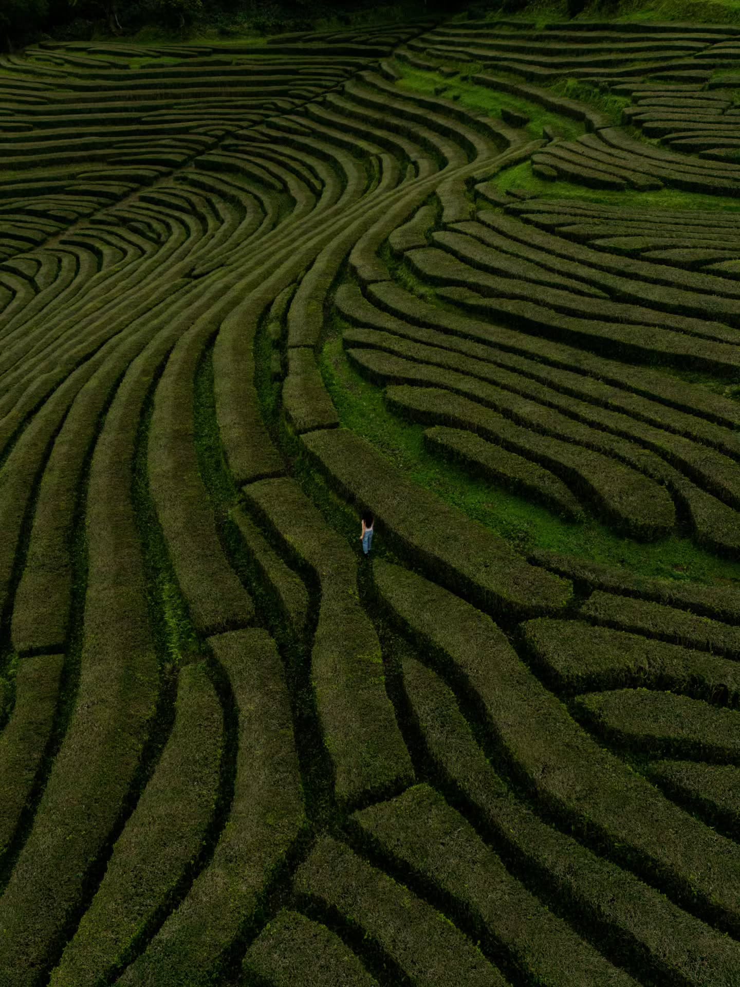 37° 48′ 56″ N, 25° 25′ 32″ W - (English below) #saomiguel
.
.
(FR) La Fábrique de thé Chà Gorreana : la plus ancienne plantation de thé d’Europe, nichée dans les collines verdoyantes du nord de São Miguel (Açores). La culture du thé y a commencé au XIXᵉ siècle (vers 1878), après l’arrivée de maîtres du thé venus de Chine pour former les agriculteurs locaux. Voici 3 choses à savoir avant votre visite :
.
.
💚 L'entrée sur le site est gratuite si vous désirez visiter sans guide local. Arrivez à l'heure d'ouverture pour éviter la masse touristique & commencez par explorer les champs de thé afin d'avoir une meilleure lumière pour la photographie.
💚 Une fois à l'intérieur, il est possible d'avoir accès aux machines de production et observer la main d'oeuvre qui possèdent un savoir-faire ancestral. Photos permises.
💚 Boutique & café sur place : dégustation gratuite de thé produit sur place avec vue sur l'Atlantique. Bonne visite!
.
.
🍵 Merci de partager cette publication afin de faire connaître cet endroit magnifique. En commentaire, dis-moi ta photo préférée !
.
.
.
.
(EN) The Chà Gorreana Tea Factory: the oldest tea plantation in Europe, nestled in the verdant hills of northern São Miguel (Azores). Tea cultivation began here in the 19th century (around 1878), after the arrival of tea masters from China to train local farmers. Here are 3 things to know before your visit:
.
.
💚 Entry to the site is free if you wish to visit without a local guide. Arrive at opening time to avoid the crowds and start by exploring the tea fields for better lighting for photography.
💚 Once inside, you can access the production machinery and observe the workers who possess ancestral know-how. Photography is permitted.
💚 Shop & café on site: free tasting of tea produced on site with a view of the Atlantic. Enjoy your visit!
.
.
🍵 Thank you for sharing this post to help spread the word about this beautiful place. Tell me your favorite picture in the comments!
.
.
.
.
#ChaGorreana #Acores #TeaPlantation
#TravelAzores