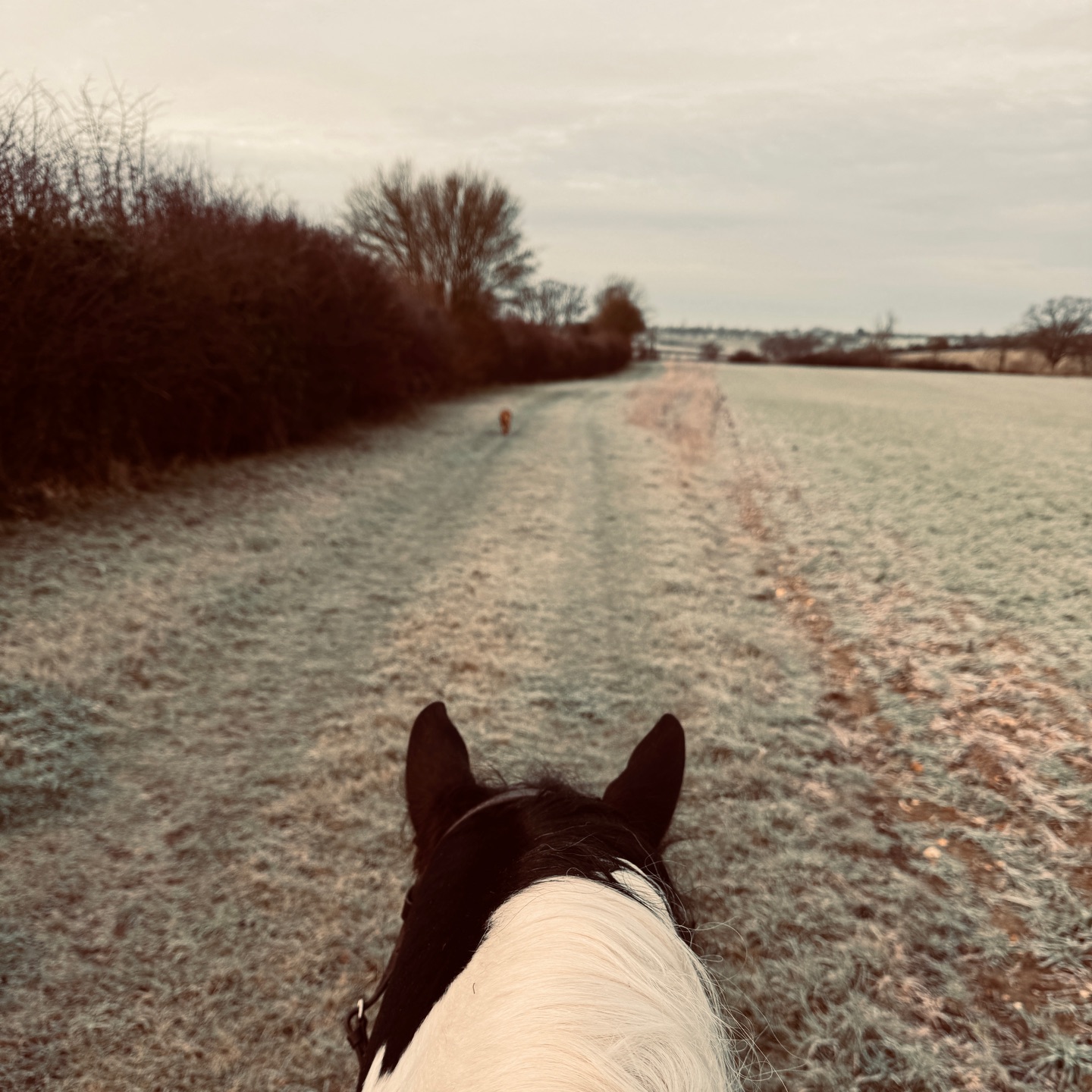 🦄Our weekend photo dump, so nice to be out on the grass and it not be muddy…spoiler alert it didn’t last ☔️
📚Starting to put some ideas down on paper for what we want to work towards this year, I’m really enjoying working with my academy on our goal setting course, and it’s getting me really thinking about how we want to be spending our time with our ponies and each other this year.
🚙I’ve had a couple of days travelling this week already for coaching and clinics so to just spend some time over the weekend the three of us and the animals was needed and definitely helped set me up for the week ahead.
💻Now back at the desk answering emails and coaching virtually under my heated blanket.
Hope you managed to have a relaxing weekend too. 💚
