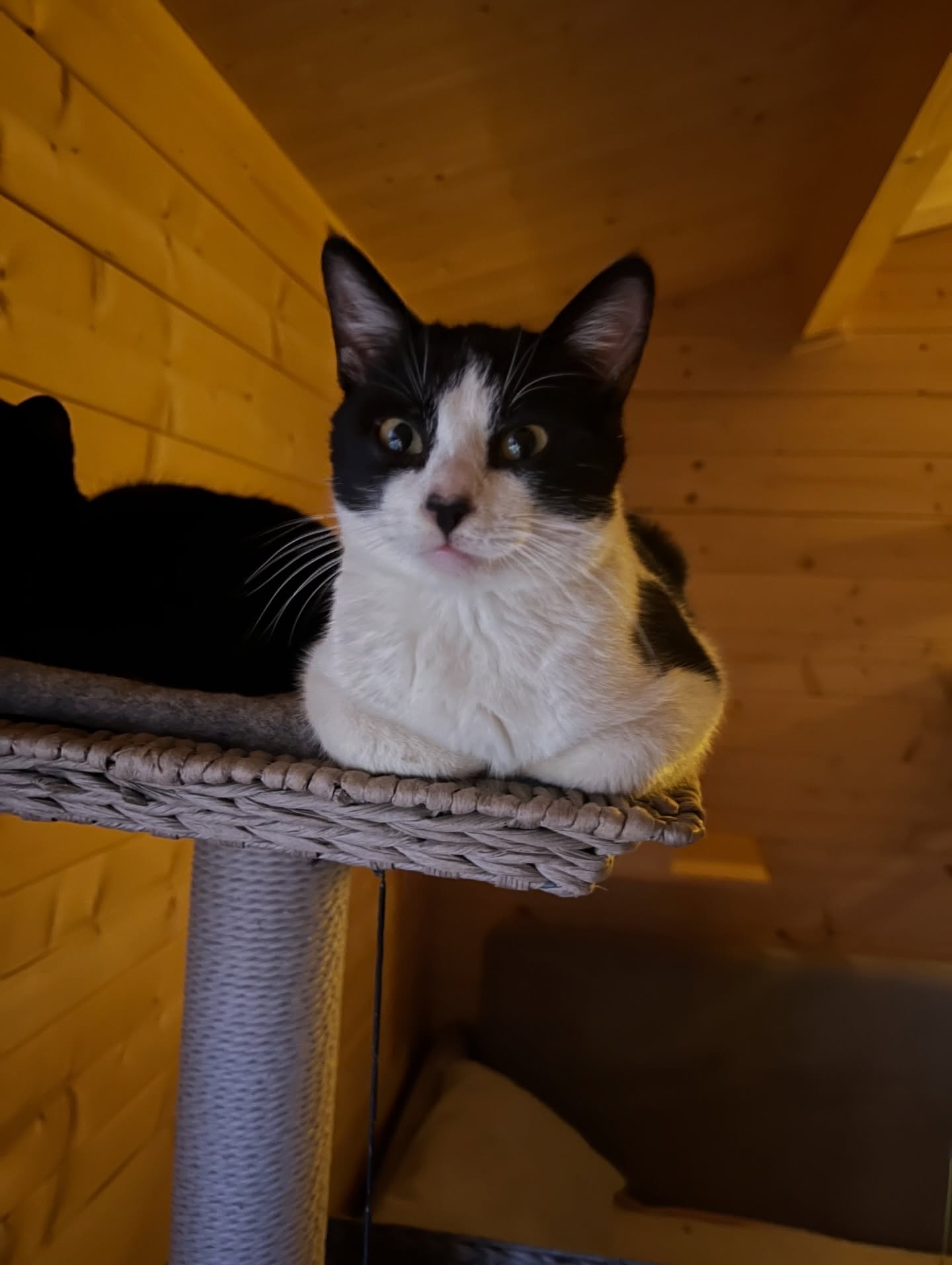 ๐๐ฅ๐๐๐ฉ๐ ๐พ๐๐๐ฆ๐ช๐๐ฉ๐๐ฉ๐ ๐
Ondanks dat Chiquitita mentaal en lichamelijk groeit, steeds vrolijker en speelser wordt en zichtbaar geniet van haar leven in ๐๐๐ ๐๐ค๐ช๐จ๐ ๐ค๐ ๐๐ค๐ฅ๐, is er helaas weinig verbetering in haar medische toestand.
Na haar ๐ฉ๐๐๐ก ๐ฅ๐ช๐ก๐ก ๐๐ฃ๐๐ช๐ง๐ฎ was haar staartje volledig verlamd. Daarbij zijn ook de zenuwbanen naar haar blaas en darmen beschadigd, wat zich uit in ernstige blaas- en darmproblemen. Inmiddels is haar staartje geamputeerd, kan ze zelf plassen en hoeft haar blaas niet meer handmatig leeggedrukt te worden of via een katheter, maar echte controle heeft ze er helaas niet over ๐ข
Ze is daardoor niet alleen fecaal incontinent (ontlasting), maar ook urine-incontinent.
Er is al heel veel medicatie geprobeerd, maar helaas zonder het gewenste resultaat. ๐
Mijn hoop ligt nu vooral bij ๐ผ๐๐ช๐ฅ๐ช๐ฃ๐๐ฉ๐ช๐ช๐ง, in de hoop dat de zenuwbanen hiermee gestimuleerd kunnen worden.
Hoop heb ik nog steeds. En als het niet direct hoop op resultaat voor Chiquitita is, dan is het in elk geval al hoop in de goedheid van de mens ๐ฉถ
Iets wat soms moeilijk vast te houden is met alles wat we hier meemaken.
Maar toen dierenarts Brenda Ooms werkzaam in de kliniek , hoorde waarvoor de behandeling is en Chiquititaโs verhaal hoorde, bood zij direct ๐ ๐ค๐จ๐ฉ๐๐ก๐ค๐ฏ๐ ๐๐๐๐๐ฃ๐๐๐ก๐๐ฃ๐๐๐ฃ aan. ๐๐ป
Dat raakt me enorm. Dat deze kleine lieverd, met zoโn grote pech in haar leven, toch het geluk mag kennen dat er mensen zijn die haar willen helpen. Die iets voor haar over hebben ๐ซถ๐ป
Ze is niet โalleen maar een zwerfpoesjeโ. Ze is een leven. Een zieltje. Een levend wezentje met gevoel en pijn, volledig afhankelijk van de keuzes die een mens voor haar maakt.
Morgen mag ze haar eerste behandeling ondergaan. We vragen iedereen om voor haar te duimen ๐ค dat dit haar een kwalitatief goed leven kan teruggeven. ๐๐ป
๐ฟ๐ช๐๐ฏ๐๐ฃ๐ ๐ข๐๐๐ก ๐๐๐ฃ๐ ๐๐๐ฃ Dierenkliniek Gato Blanco perro Negro
https://www.facebook.com/share/17kXFtapfR/?mibextid=wwXIfr en Brenda Ooms ๐๐ป