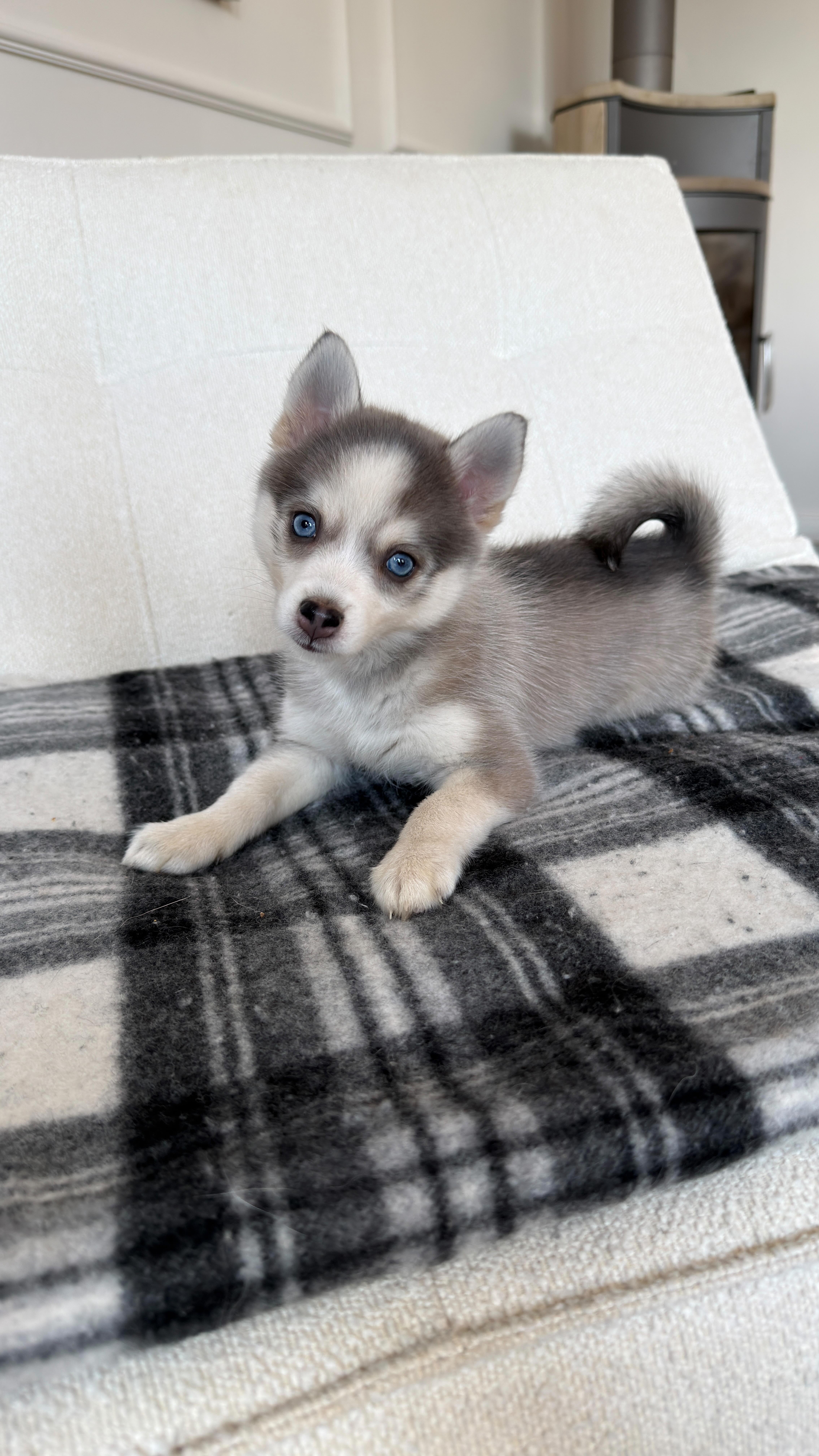 Ich hab allen Hunden einen Lachsstreifen gegeben und die kleine Maus beim Essen gefilmt..dachte sich: Unterm Bett bin ich safe 😇🐟
Tja… blöd nur, dass das Kaias absoluter Lieblingsplatz ist – da schläft sie am liebsten. Kaia robbt also ernsthaft unter das Bett (sie passt da gefühlt kaum durch 😂), schiebt sich ganz lässig an der Kleinen vorbei, klaut ihr den kompletten Lachsstreifen und robbt mit ihrer Beute einfach weiter.
Die Kleine guckt nur so: ‘Ähm… excuse me?!’ 😭🤣🐾💛 #hund #pomsky #pomskypuppy #pomskydeutschland #pomskysofinstagram