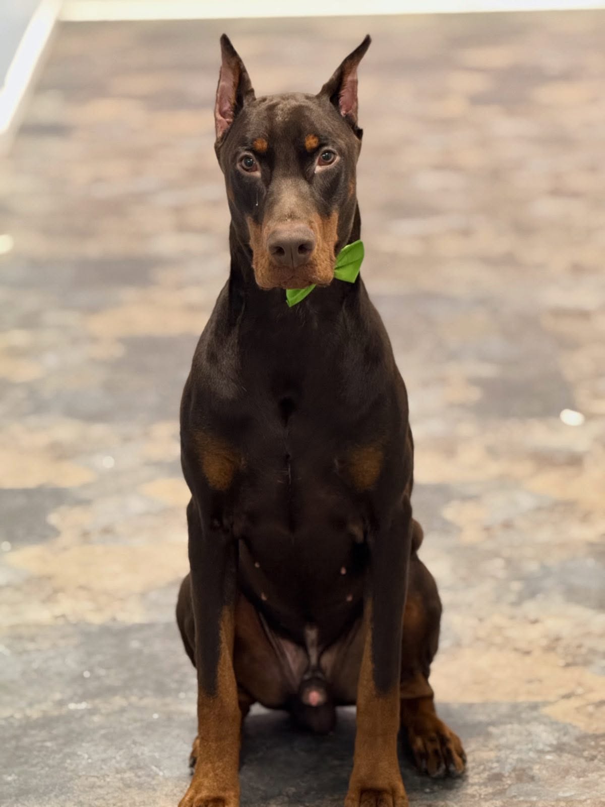 Kyro’s spa day 😍
#doberman #grooming #spaday #ncgroomers #doglover