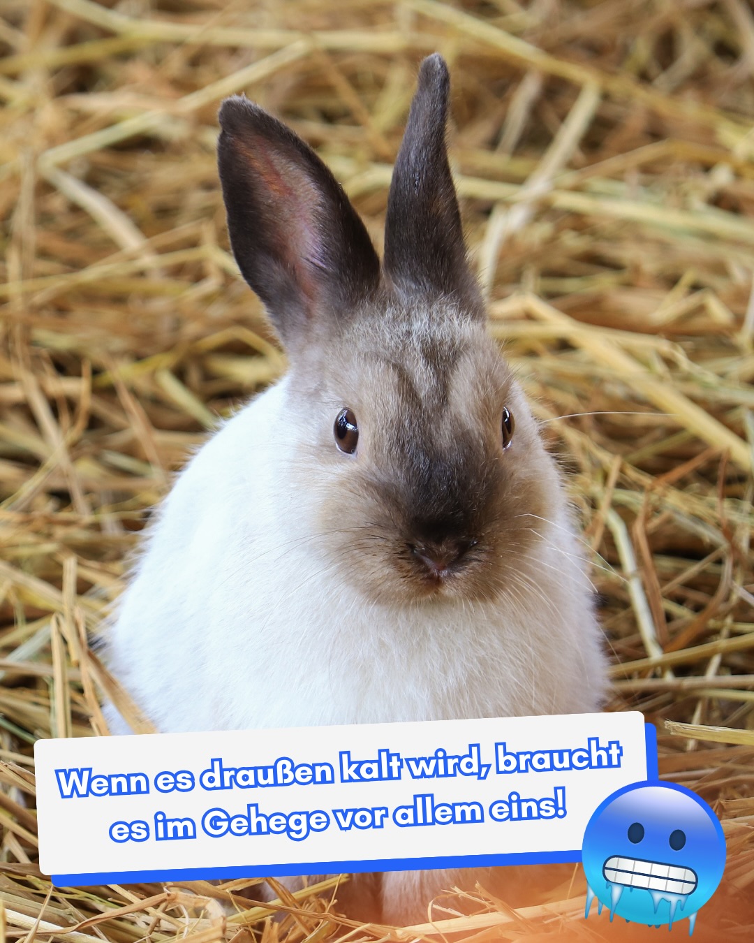 ❄️ Wenn’s draußen frostig wird, merk ma schnell: Jetzt braucht’s a bisserl mehr Fürsorge. Nicht nur für uns – sondern vor allem für unsere kleinen Lieblinge im Gehege. I sag’s, wie’s is: Im Winter schaut ma automatisch zweimal hin. 🐰🐹💛
🌾 Gerade jetzt rückt ein echtes Winter-Essential in den Mittelpunkt: Stroh. Aber eben nicht irgendeins. Denn im Winter geht’s um Wärme von unten, Trockenheit, Sicherheit und Geborgenheit. ✨
Nicht jedes Stroh bringt diese Eigenschaften mit. ☝️ Samerberger Stroh wird mit viel Sorgfalt erzeugt und speziell für den Einsatz im Kleintiergehege verarbeitet:
✔️ kurze Halmlänge – ideal zum Einkuscheln & ohne Verletzungsgefahr
✔️ ohne Widerhaken – besonders fellfreundlich
✔️ staubarm & sauber für ein angenehmes Stallklima
✔️ weich fürs Nestbauen
✔️ natürlich & regional
💬 Jetzt interessiert mich eure Erfahrung: Wie sorgt ihr im Winter für warme, kuschelige Plätze im Gehege? Schreibt’s gern in die Kommentare – i gfrei mi bärig drauf! ❄️🤩
Liabe Grüße vom Samerberg
euer Johannes ✌️