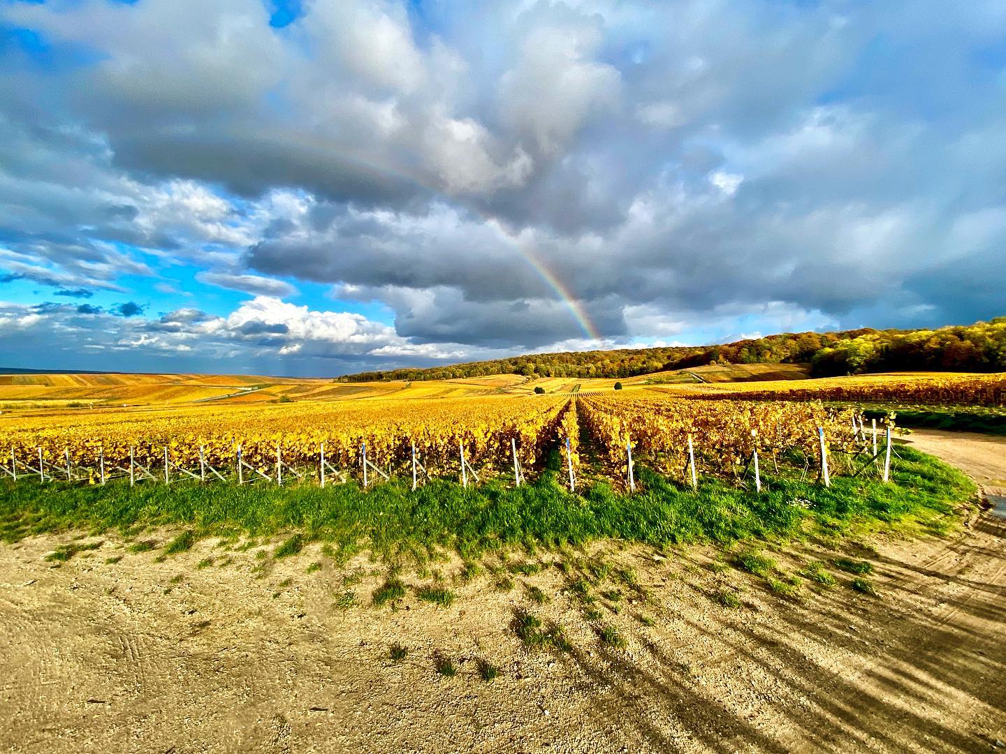 Un arc-en-ciel enjolive nos couleurs d’automne 😍 #maillychampagne #champagne #grandcru #couleurdautomne #arcenciel #photographie #vignoble #vineyard