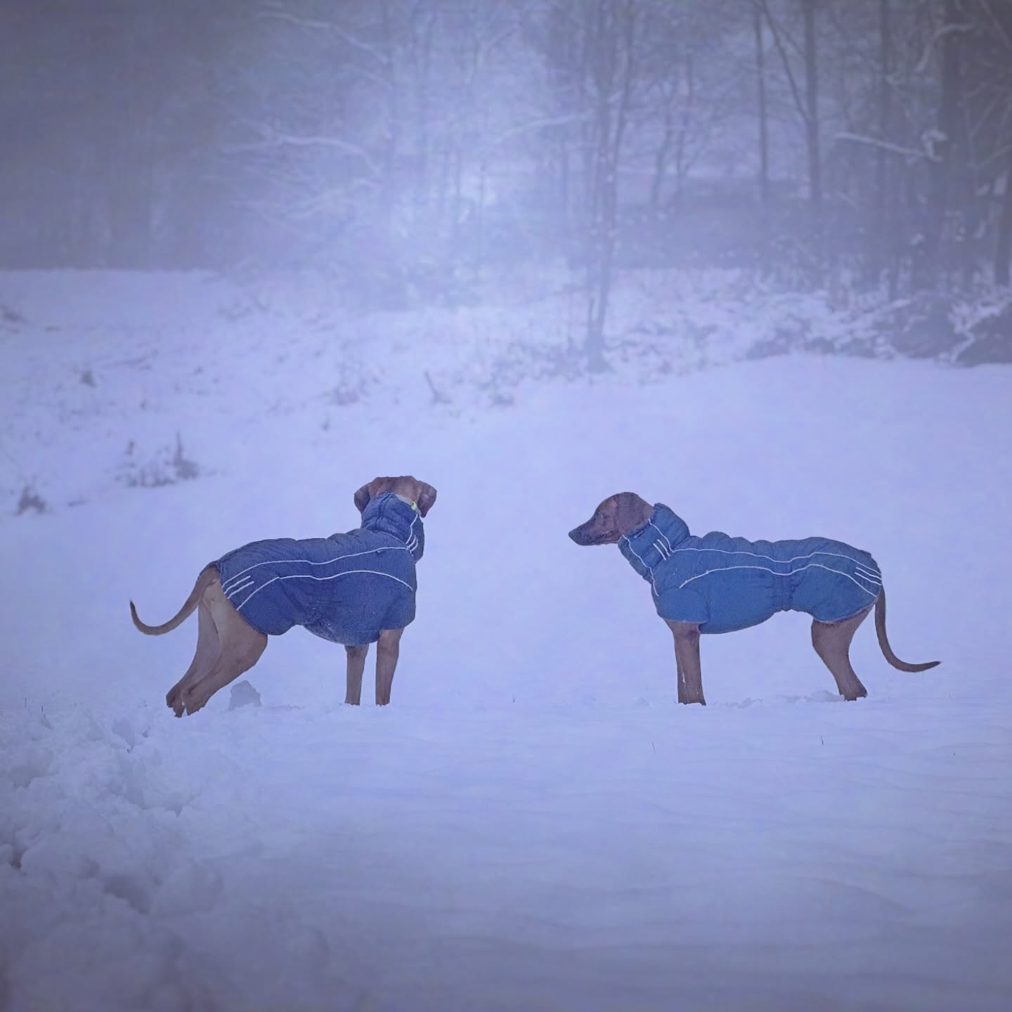 Wintermodus: Schnüffeln, stehenbleiben, genießen. Chance & Ivy 💕
.
.
#rhodesianridgeback #ridgebacklove #doglove #snowdog #🐶