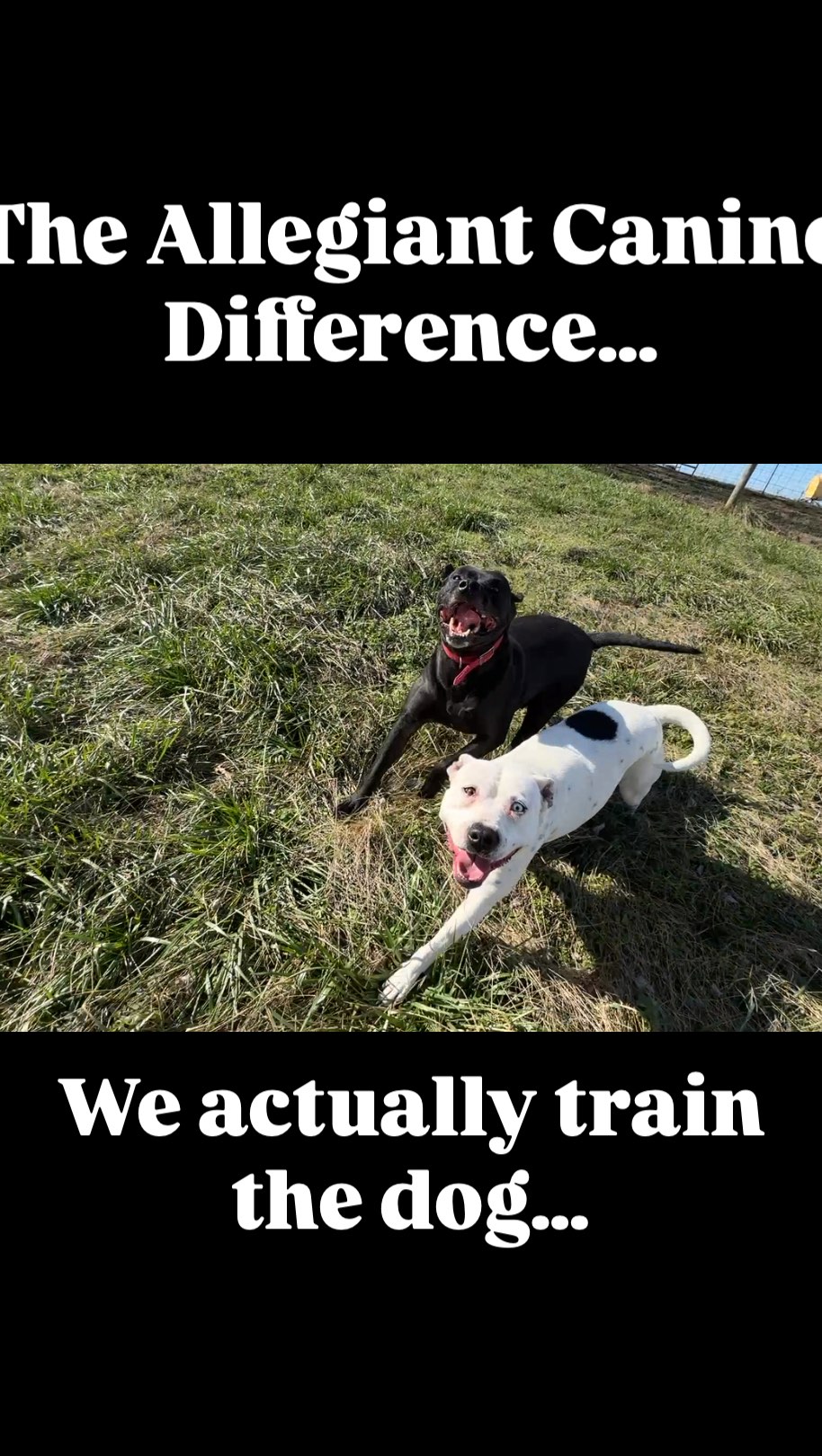 Over the last couple years, I’ve seen the dog training community get real nasty, and I have chosen to stay out of the drama.
But the longer I avoid it, the louder the voices of falsehood get. And it’s not just from one side. It feels ubiquitous.
So I decided to make a video that would get people’s attention. Not like my usual videos where I barely edit them but something that may cause people to think a bit about their ideology.
The dogs in this video were found on a property in rural Tennessee where they were abused and neglected. They don’t seem to be held back by this at all. Ralphie and Faiths full consult is on YT uploaded yesterday.
Dogs are intelligent. Dogs are resilient. Dogs move on.
I will vehemently fight against claims of the opposite by continuing to post boring, music-less, un-voiced over videos of me avtually getting results by healing the dog.
Without guidance from @larrykrohn @xjayjackx13 @daytodaydogtraining @trainlikeivan @michael_ellis_school there are a lot of dogs who would be dead.
Time to kick some ass.
#dogtraining #nashvilletn #dogsofinstagram #rescuedogs