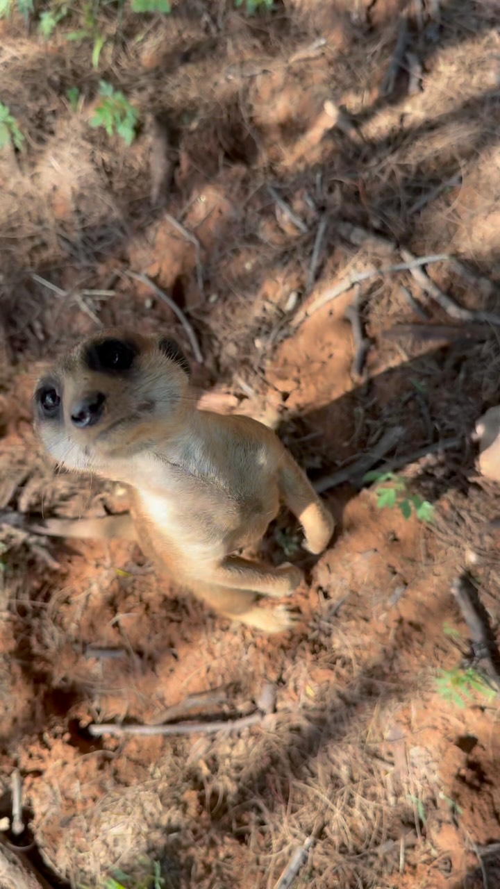 Jenny the meerkat and her family 😍
#meerkats
#namibianwildlife
#namibianlodge
#meerkatsofinstagram
#funnyanimals