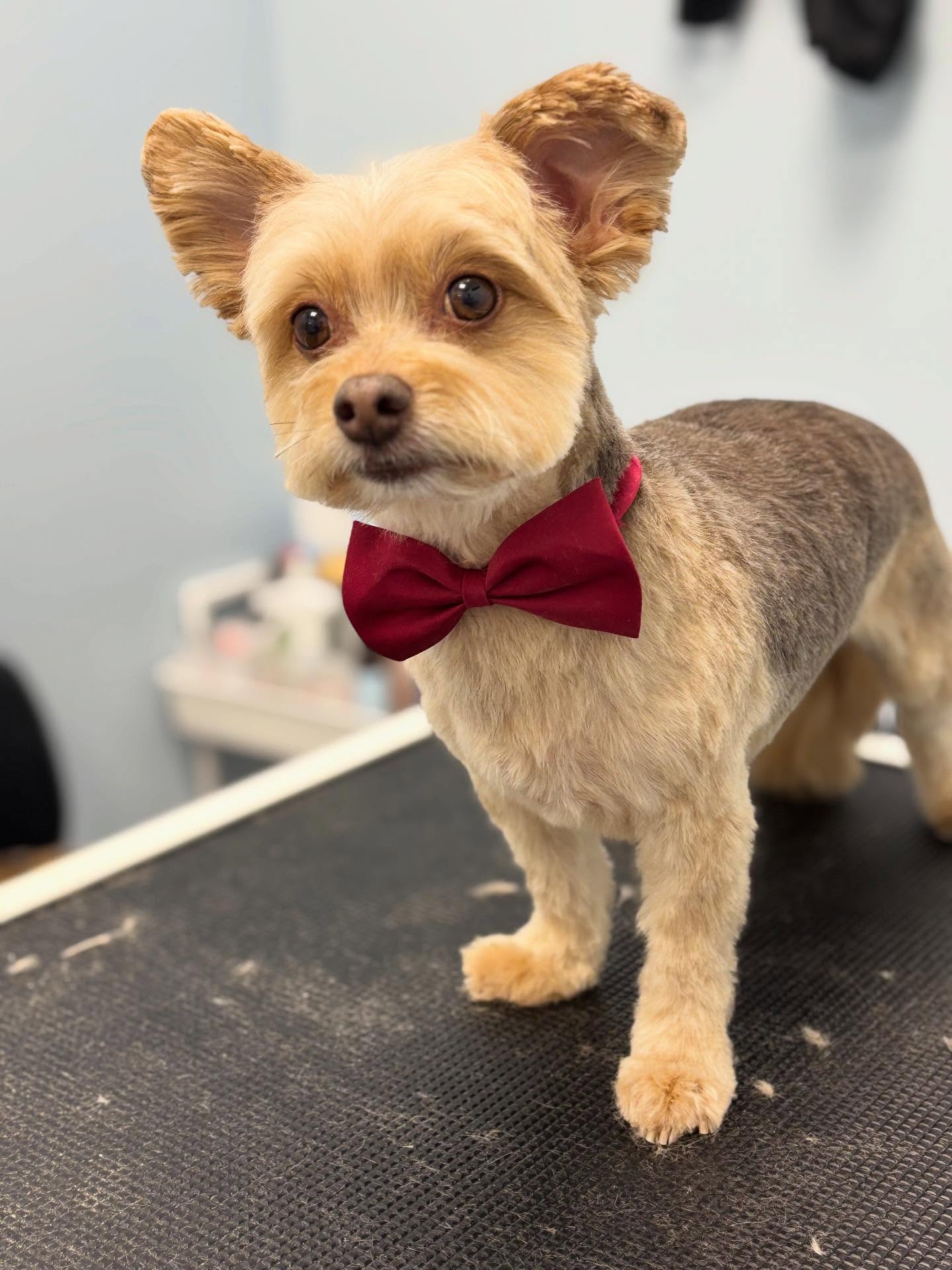 Teddy ❤️
#doglover #yorkie #doggroomer #dogspa #petstyling