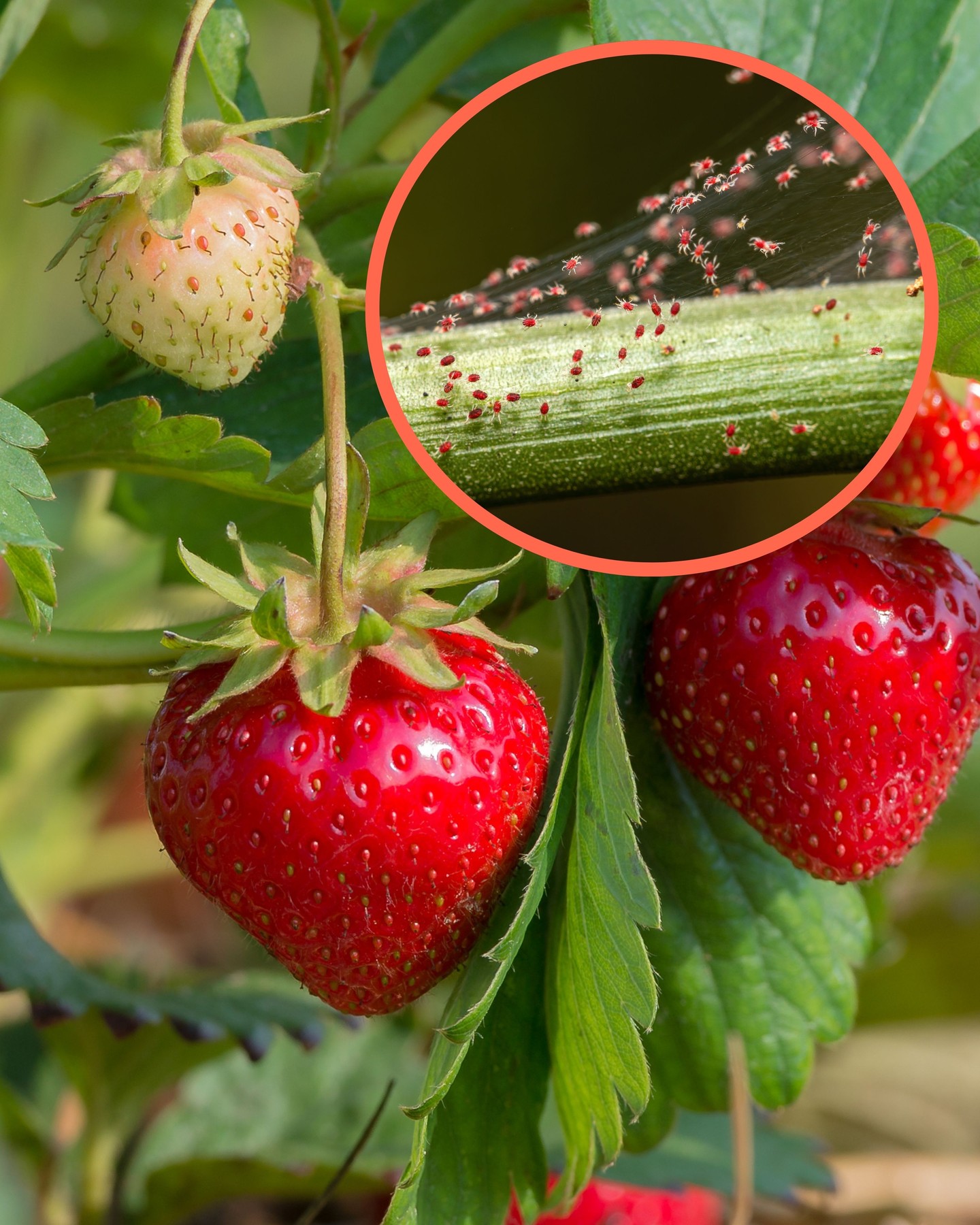 Acari? Intact ha la soluzione.
Una soluzione mirata, che affronta l’impatto dello stress biotico e garantisce stabilità di raccolto e qualità costante.
Zero residui, massimo risultato.
Intact, growing solutions for high performing crops
Contattaci per la soluzione ideale per la tua coltura!
#intactsolutions #growingsolutions #bestquality #beefriendly
