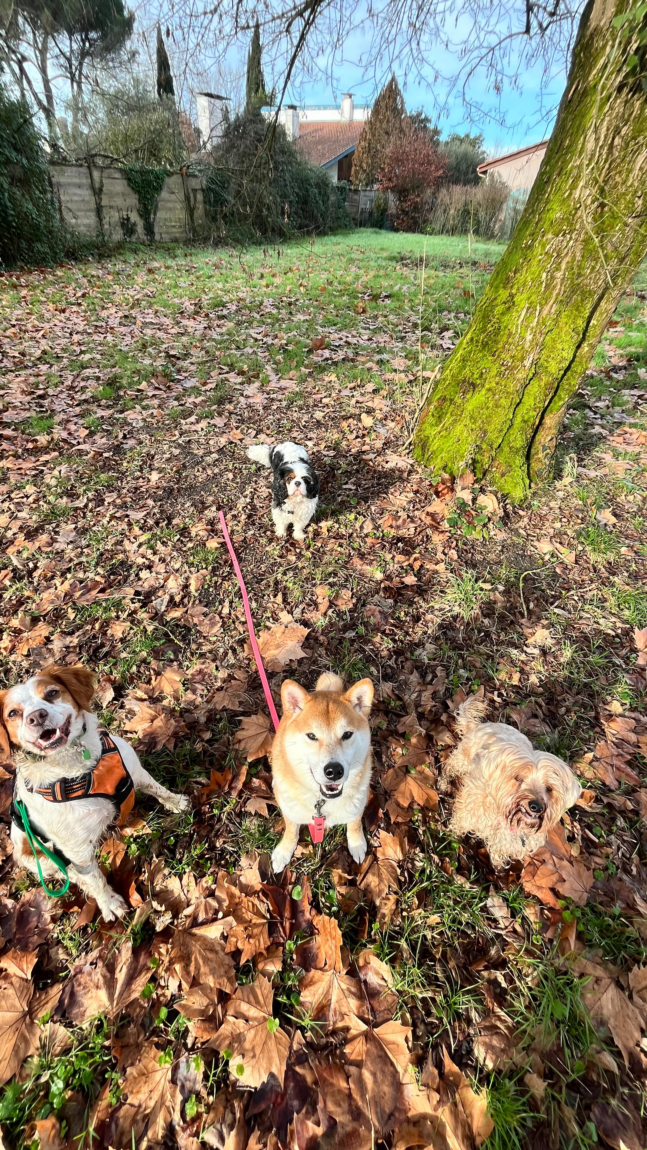 Ma fine équipe du mardi en balade : Reine 👑 Onde 🌪️ Bob 🇯🇲 Taos 🦊
••••
#bordeaux #begles #lacdebegles #beglesmaville #lac #lake #talence #villenavedornon #floirac #nansouty #saintgenes #chien #dog #monchien #monchiendamour #monchienadore #dogs #dogsofinstagram #doggo #balade #baladechien #baladedujour #randonnée #hike #hiking #doghiking #dogwalk #dogwalking #dogwalkersofinstagram