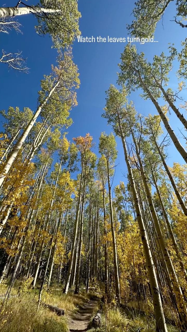Colorado in all her glory - could she get any prettier!? 🔗 book direct to peep those leaves 👀 🍁🍂🍁🍂🍁 #cozycabin #romanticescape #couplesretreat #favoritehuman #cozygetaway #cozycabinlife #aframecabin #aframecabins #trianglecabin #cabinlife #cabingetaway #cabininthewoods #cabinlove #cabinsofinstagram #mountaincabin #fallgetaway #autumnvibes #fallincolorado #leafpeeping #cozyseason #autumnescape #falltravel #cozycabin #romanticescape #couplesretreat #favoritehuman #cozygetaway #cozycabinlife