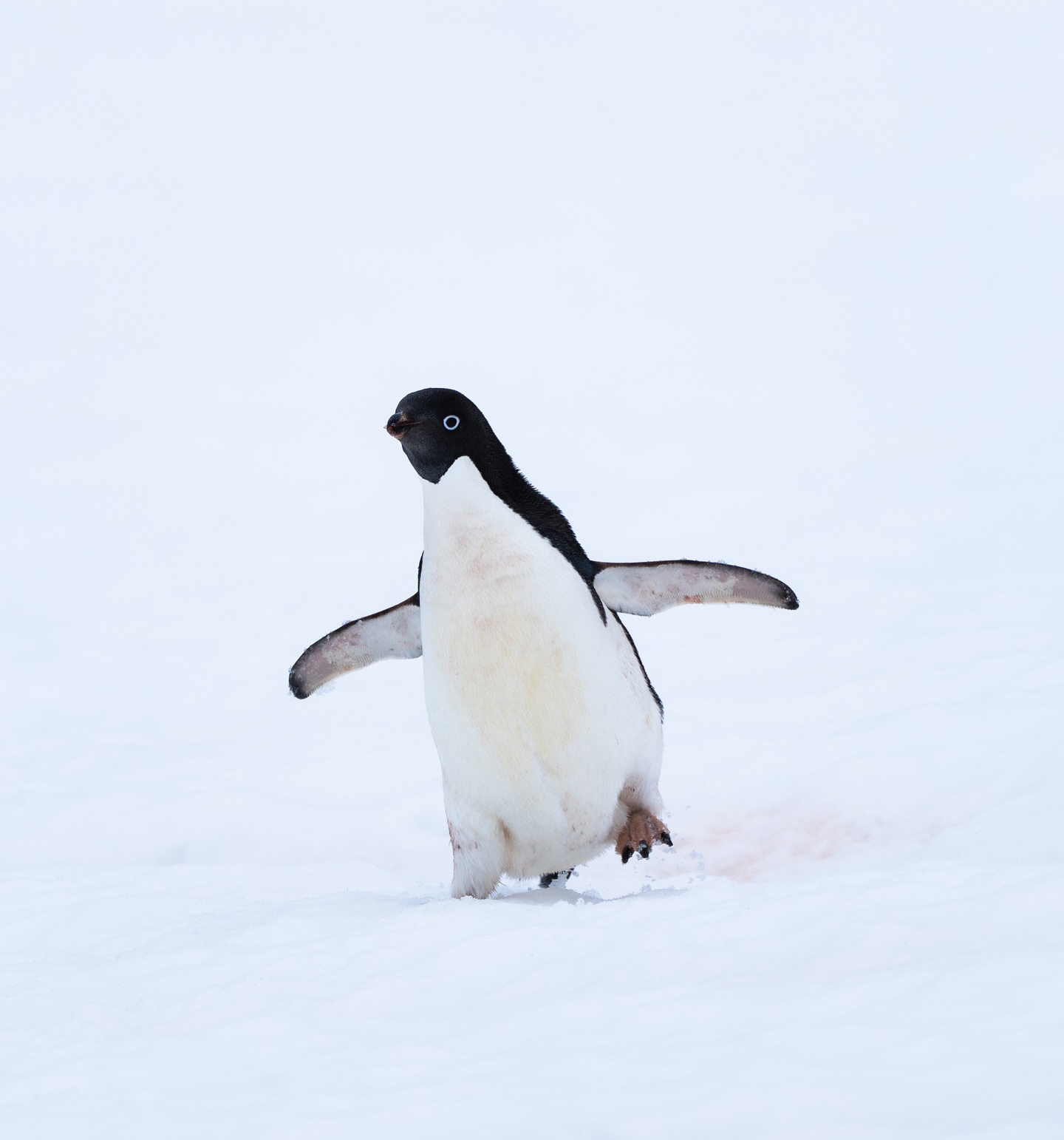 Antarctica is beyond words. It’s without a doubt one of the most incredible places I have ever seen - the amount of wildlife and the beauty of the ice made me feel like I was in some sort of dream land!
A few images from today with @bluegreen_expeditions & @becky_kagan_schott
#antarctica #wildlife #nature #oceans #seals #penguins #whales #ice