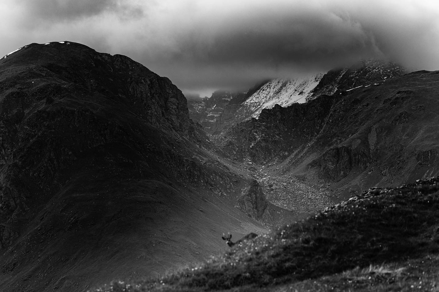 Lonesome Majesty
A Deer Amidst the Peaks
#landscape #nature #outdoors #blackandwhite #contrast #wildlifephotography #wildlife #mountains #summer #alpes #natgeofr #lumixfr #sigmafrance