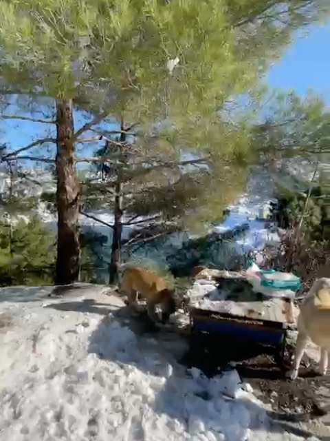 WINTER FOOD DONATION APPEAL FOR OUR FOREST DOGS 🙏
Dogs living in the forests and mountain areas depend on us for their food. These areas have recently been covered in snow, making survival even harder. In freezing conditions, regular food is not just a comfort. It’s essential for keeping them strong and alive through the cold.
We’re asking for your support to help us continue topping up their feeding stations so they don’t go hungry.
A 15kg bag of dry dog food costs around £15 and makes a real, immediate difference.
If you’re able to help, donations can be made via the PayPal link in our bio.
Alternatively, you can buy dog food directly using our food bank link in our bio. Any orders placed will be delivered straight to our volunteer on the ground.
Every contribution helps keep bowls full and bellies warm this winter. Thank you 🧡
.
.
.
.
#helpstreetcatsdogs #donateforfood #streetdogs #donate #share