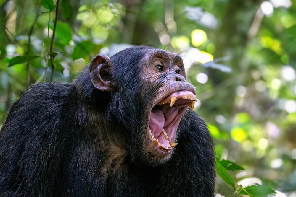 We understand you may have concerns regarding the upcoming 15 January 2026 elections in Uganda and how this might impact current or future travel plans. We want to reassure you that all tourism activities and national parks remain fully operational
https://www.ugandaletsgotravel.com/so/49PktvkYC?languageTag=en