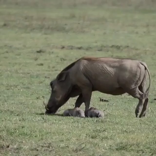 Warthog in its natural habitat
.
.
#warthog #safariphotography #natures #africasafaris #wildlifesafari #serengetinationalpark #planetgogoadventure