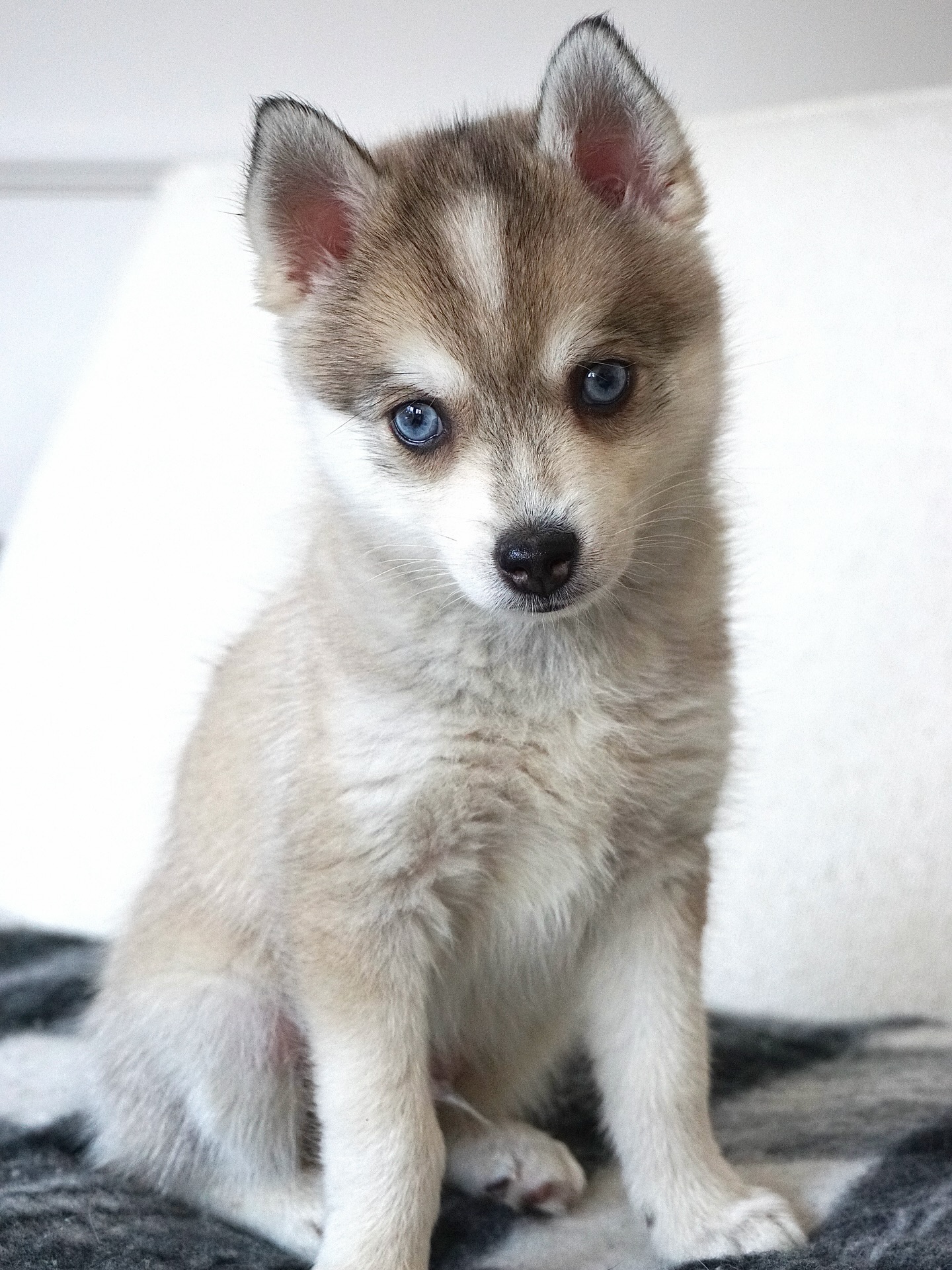 Nio ❤️Mami Fleur x Papa Henry #pomsky #pomskysofinstagram #pomskypuppy #pomskyvanessa #pomskydeutschland