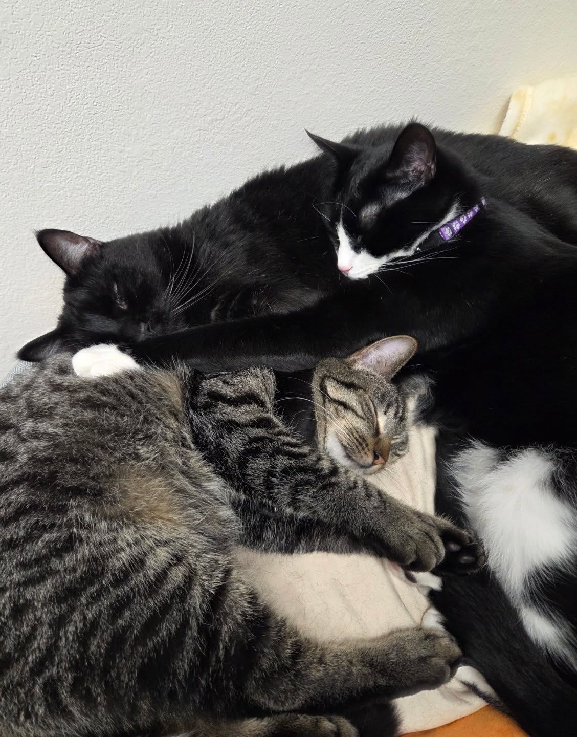 Will they let me get myself into the middle of this??Thinking about adopting this adorable tabby, Scamper?! 😻 He's looking for a forever home and absolutely needs to go to a place with another feline friend. I wonder if he'd let me get in the middle of his cuddles with his foster siblings! #AdoptDontShop #TabbyCat #CatLove #RescueIsMyFavoriteBreed 🐾