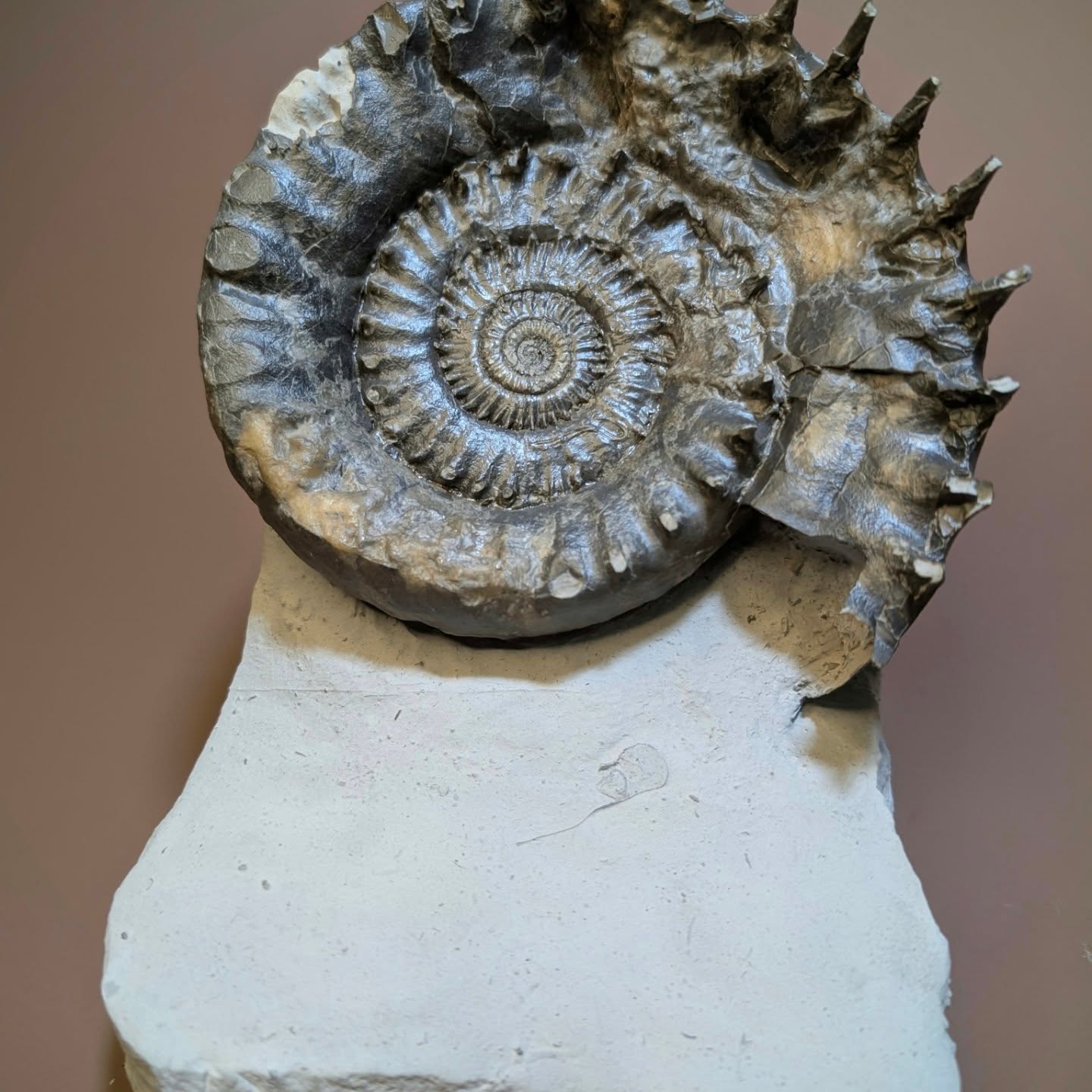Apoderoceras ammonites from the Jurassic of Charmouth beach are always fun to prepare. This one measures nearly 6 inches at its widest point. Prepared for Jill Mitchell.
#fossils # palaeontology #ammonite #museum #charmouthbeach