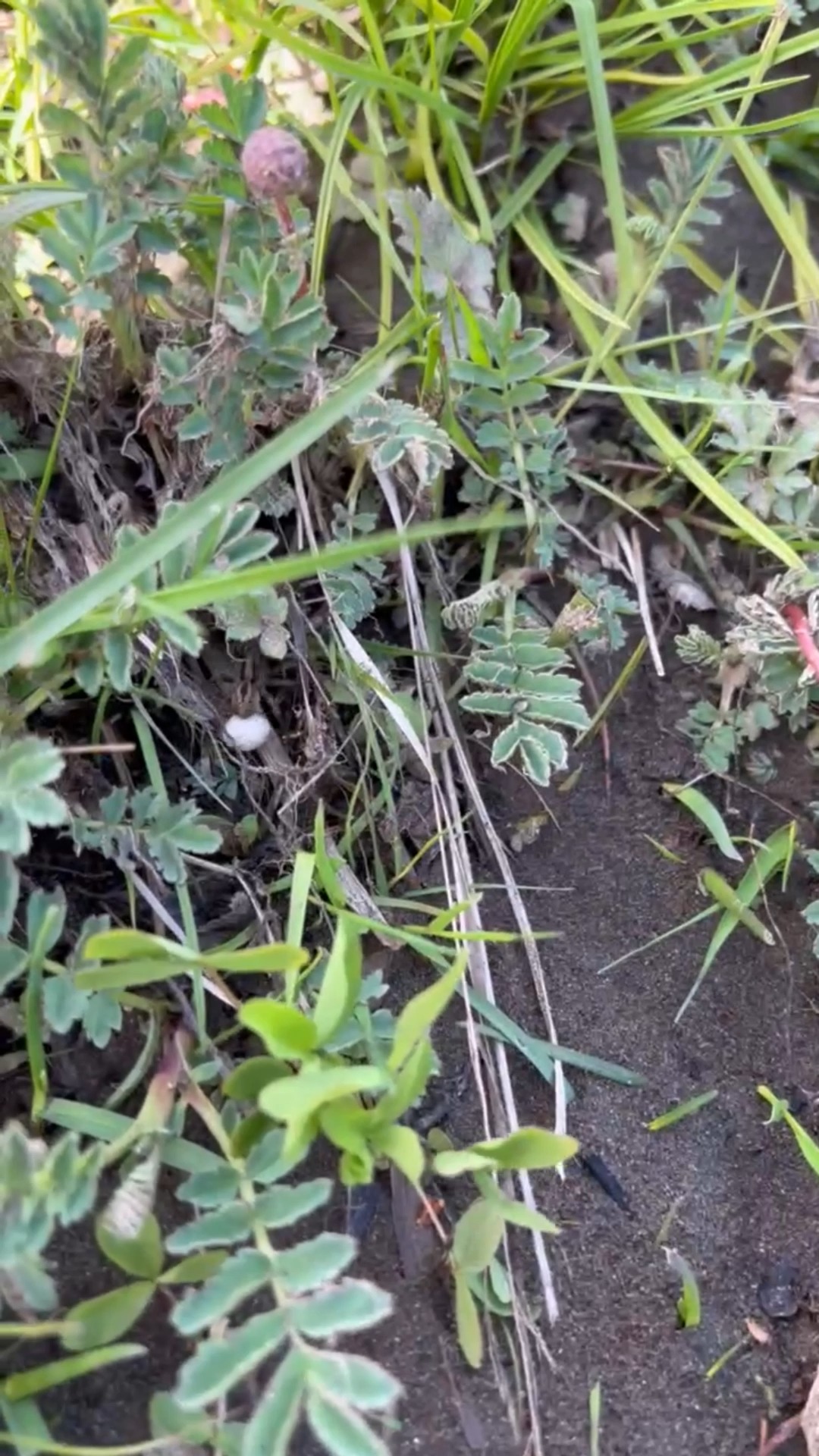El territorio patagónico funciona como un solo sistema vivo. Una araña avanza: un gesto mínimo que habla de continuidad y cuidado. No hay frontera entre lo natural y lo productivo. Todo está conectado, incluso en los detalles más pequeños.
#Patagonia #SistemaVivo #Biodiversidad #Territorio #LeerElPaisaje
#NaturalezaYProducción #Agroecología #TodoConecta #vidasilvestre
----------------------------------------------------------------------------------------------
The Patagonian territory functions as one living system. A spider moves forward: a small gesture that speaks of continuity and care. There is no boundary between the natural and the productive. Everything is connected, even in the smallest details.
#Patagonia #LivingSystem #Biodiversity #Territory #ReadingTheLandscape
#NatureAndProduction #Agroecology #EverythingConnects #Wildlife