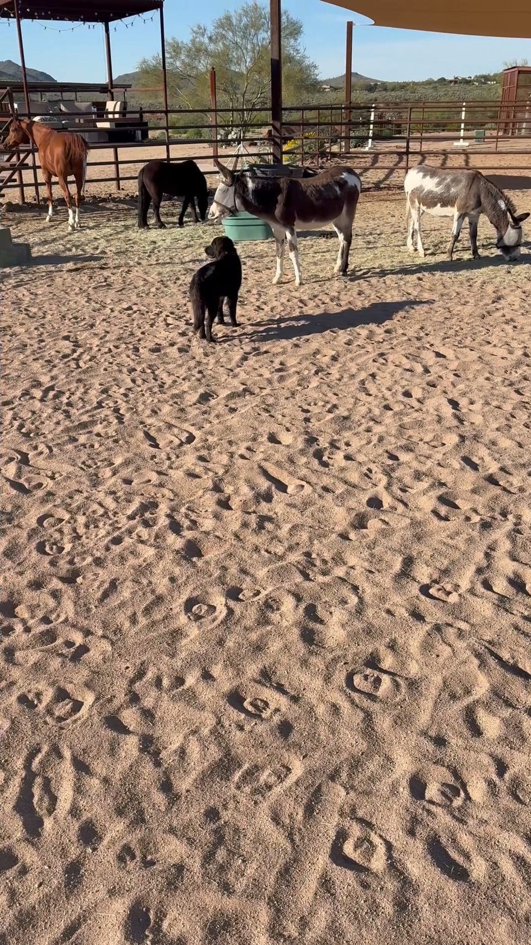 When we first met Walter he was shy and very nervous around people. It took us over a year to halter him for the first time; 2 years before he'd let us bathe him. One of our favorite things is reflecting on how far Walt has come in just a short time; he willingly leads, get his feet trimmed, and regularly asks for snuggles. He might always be more cautious than his brother, but we love how his sweet, silly side is coming through!