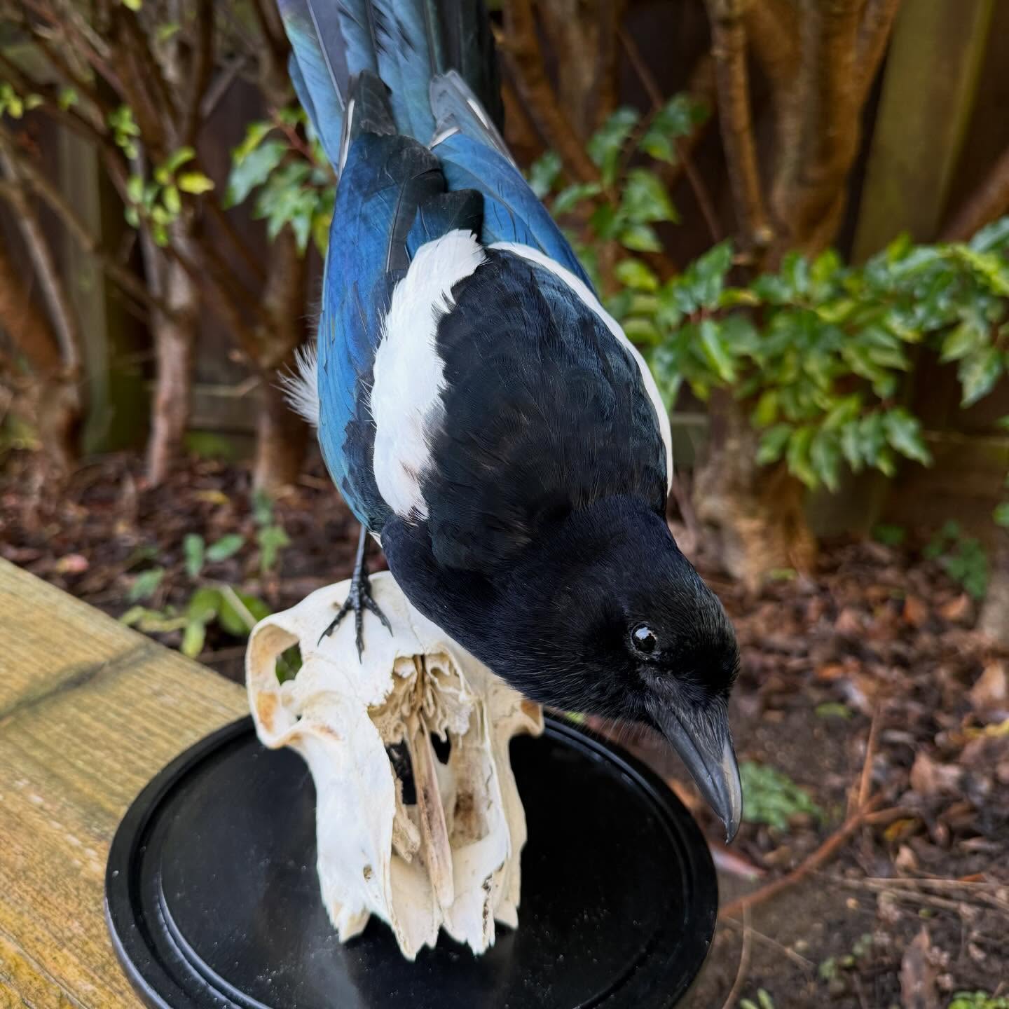 Here’s a variety of taxidermy items available on my website or feel free to DM me to purchase. You can visit my website (head to my bio) for more details.
#taxidermy #oddities #curios #wildlife #taxidermist