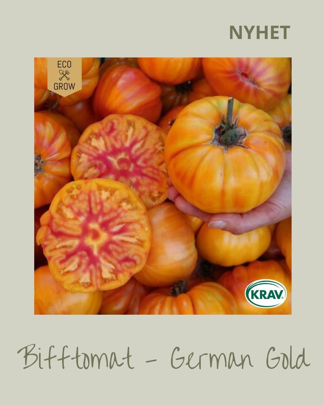 Bifftomat German Gold 🍅🌱
Är en gammal kulturarvssort från 1800-talet som ger mycket stora, gyllengula bifftomater med vacker röd marmorering, särskilt vid pistilländen. Fruktköttet är saftigt och har en söt, mild och fruktig smak med angenäm syra. Tomaterna blir upp till 300 gram och har ingen tendens att bli mjöliga. En utmärkt sort att skiva, steka eller grilla. Odlas bäst i växthus eller varmt, skyddat uteläge. Skotten i bladvecken, "tjuvarna", tas bort.