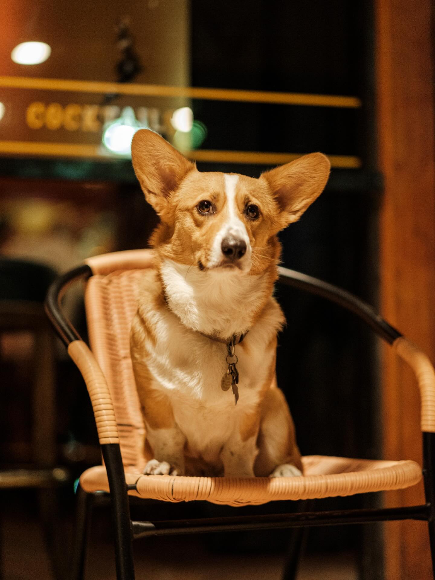 Where evenings linger, cocktails shine, and good dogs are always invited