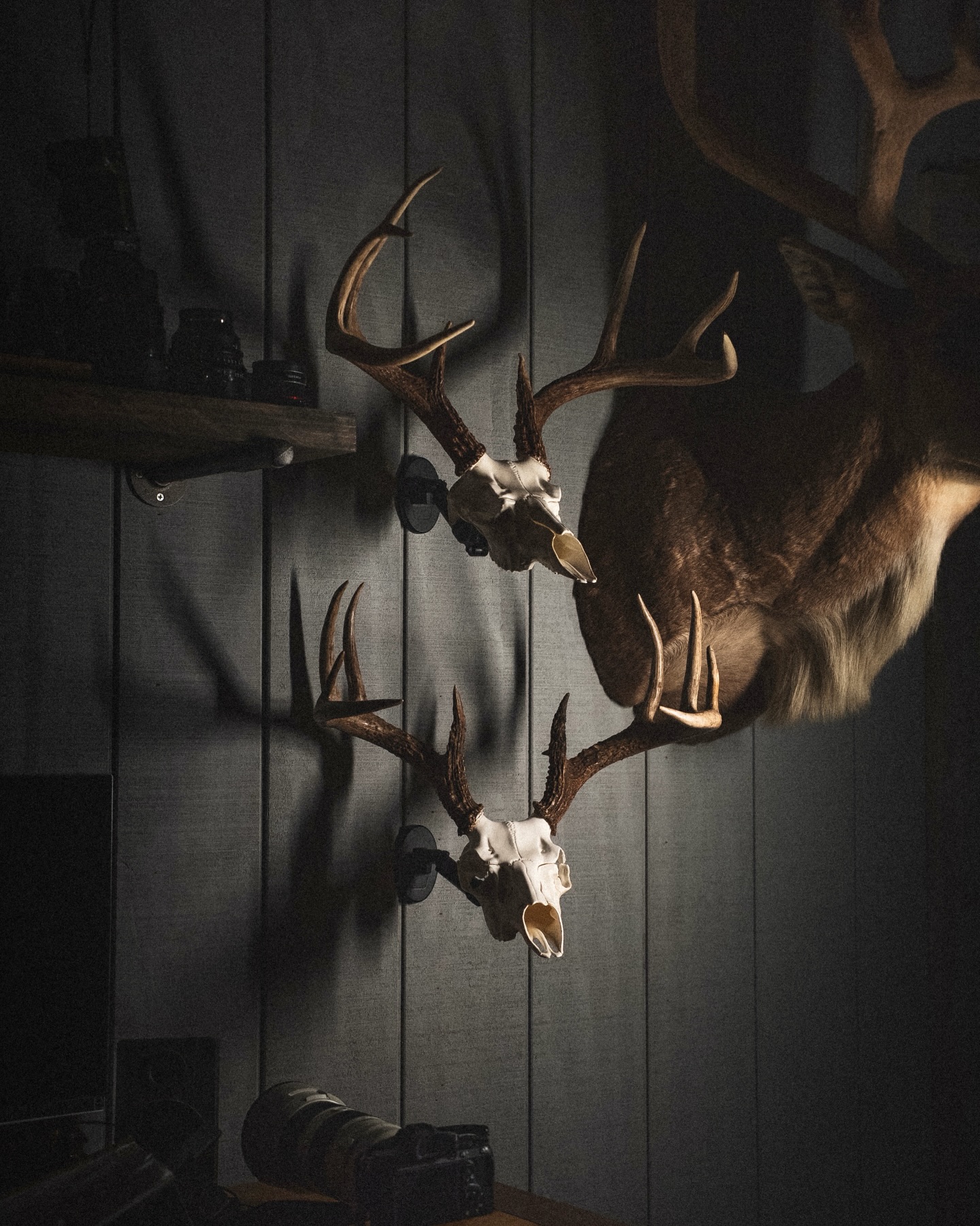 Looking for a better way to display your euro mounts? The rotational telescopic arm on our UX1 allows for almost infinite articulating adjustment options for your euros. Once you see the capabilities in person you’ll see why so many of our happy customers have raved about their new UX1 units. Check it out by clicking on the link in our Bio.
.
.
.
#uroadx #euromount #europeanmount #taxidermy #deerhunting
📸| @chadryandavis