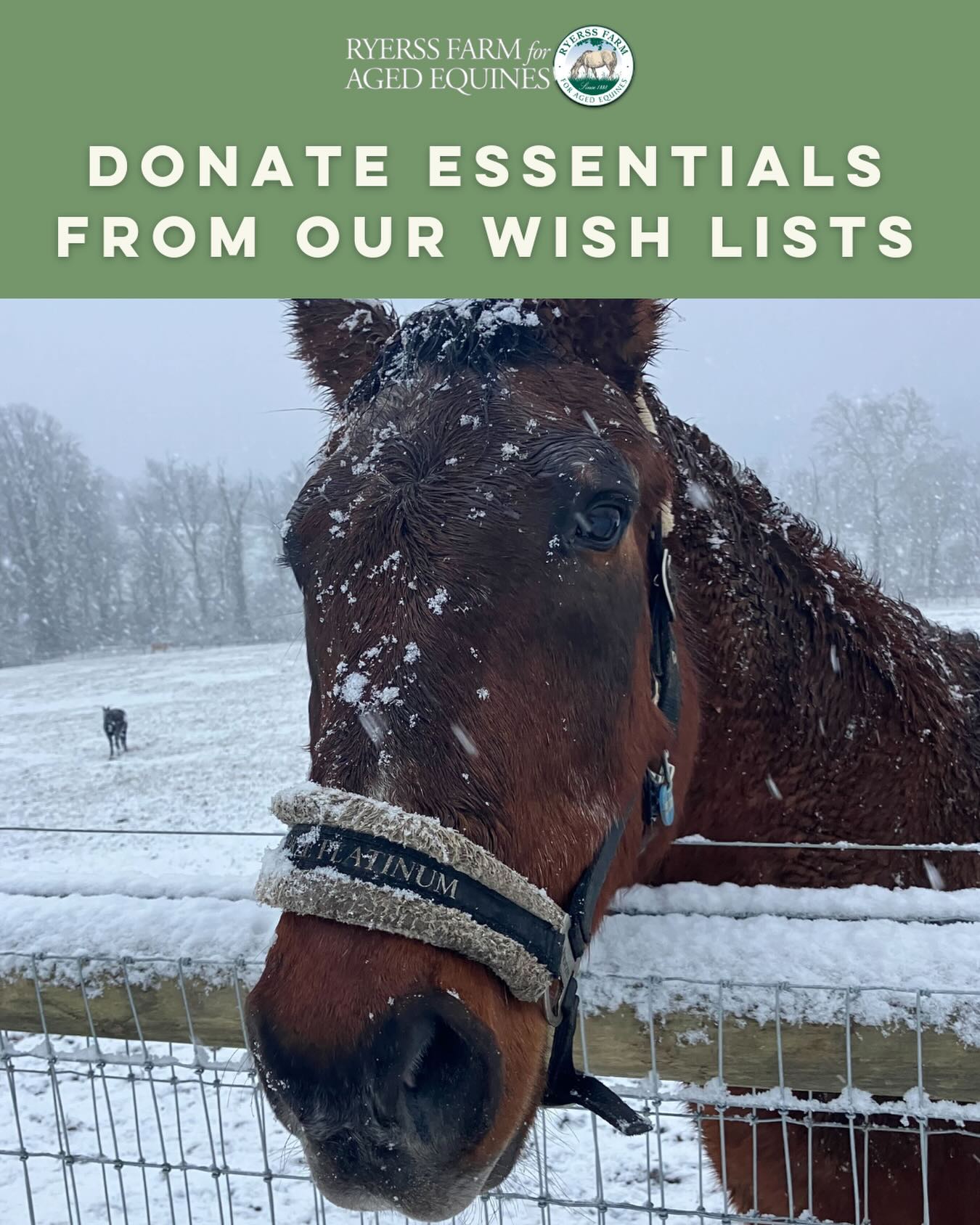 Donate essentials to Ryerss Farm! ๐๐ Explore our Amazon and Chewy Wish Lists to see what we need most to sustain the farm and care for our beloved residents. A heartfelt thank you to all the generous individuals and corporations who have donated so far! Wish List links in bio.