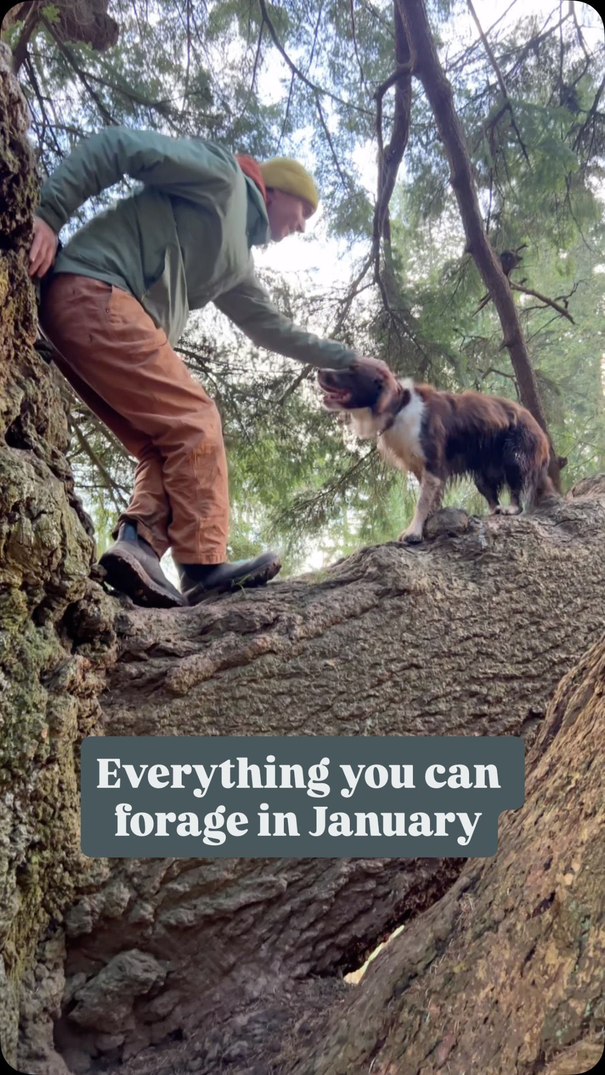 Follow for part two when I do some real ones 😂
#foraging #natureconnection #january #funny