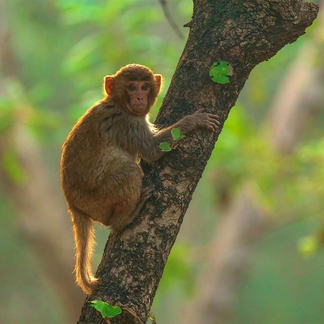 Monkey Basking in the Forest Sunlight
One of the easiest ways to increase wildlife habitat is to help plant trees by switching your web browser to @Ecosia to plant trees for free while you search the web. Ecosia.org is the ‘search engine that plants trees’ by donating 80% of their advertising revenue to effective tree planting projects around the world with a focus on biodiversity hotspots.
Photo by @milind_photographyy
Subscribe to @_trees_are_awesome for more inspiring nature content and to connect with easy ways to plant trees around the world.
#trilliontreescampaign #trilliontrees #reforestation #generationrestoration #wildnature #wildlife #wildlifehabitat #habitat #biodiversity #wildlifeplanet #wildlife_inspiration #wildanimals #naturephotography #mothernaturerocks #treeconnection #naturegrams #givebacktonature #nature_inspiration #naturebeauty_pix #naturemeditation #natureinspiredbeauty #naturelifeearth #naturelifeearth #mothernaturerocks #loveforests #monkey #monkeys #monkeysofinstagram #monkeylove #monkeylover