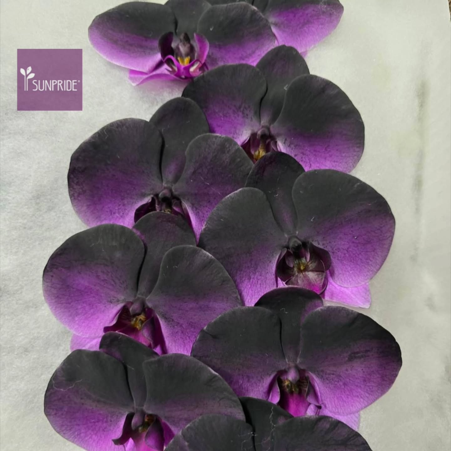Out of this world color doesn’t even begin to describe this orchid 💫🌸
These cosmic tones, electric veining, and surreal glow are exactly why we’re obsessed with what @sunpride.rb grows. This bloom feels like a tiny piece of living art — and it’s pure magic under the GRAMMY lights.
(Color enhanced for visual impact.)
So grateful to collaborate with extraordinary growers and creative partners who help us bring these botanical moments to life on one of the world’s biggest stages 🎶🌿 It truly takes a village of visionaries.
With heartfelt thanks to our incredible brand partners:
🌸 SunPride Orchids @sunpride.rb
🌿 Suntory Flowers @suntoryflowers
🌹 Passion Roses @passionroses
🌼 Mellano & Co. @mellanoco
🌊 Wave Gardening @wavegardening
✂️ Corona Tools @coronatools
🌿 Oasis Floral Products @oasisfloralproductsnamerica
Design by @chicagobloom
Creative direction by @tubloom
Thank you for growing beauty with us and trusting us to turn flowers into moments 🤍✨
#GRAMMYs #ChicagoBloom #TuBloom #FloralDesign #BotanicalArt #OrchidLove #EventDesign #RedCarpetFlorals #LuxuryFlorals #PlantMagic #Growers #FlowerPower #BloomDesigns #SunPride #SuntoryFlowers #PassionRoses #MellanoAndCo #WaveGardening #CoronaTools #OasisFloral