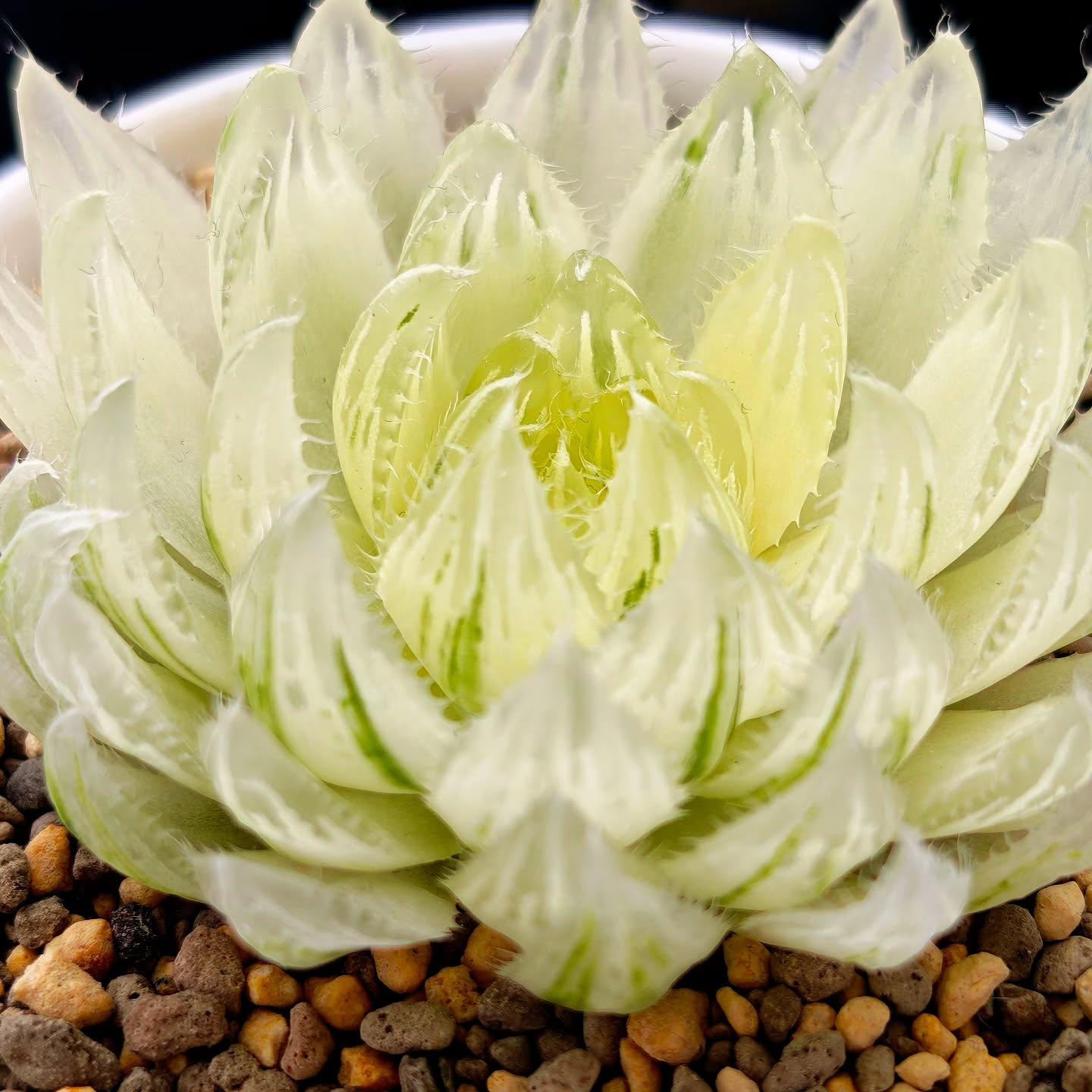 Reverse variegated Haworthia cooperi picturata shows stronger variegation compared to typical RV green forms, yet remains a relatively stable and reliable plant for collectors.
#haworthiacooperi #picturata #variegatedplants
#reversevariegated