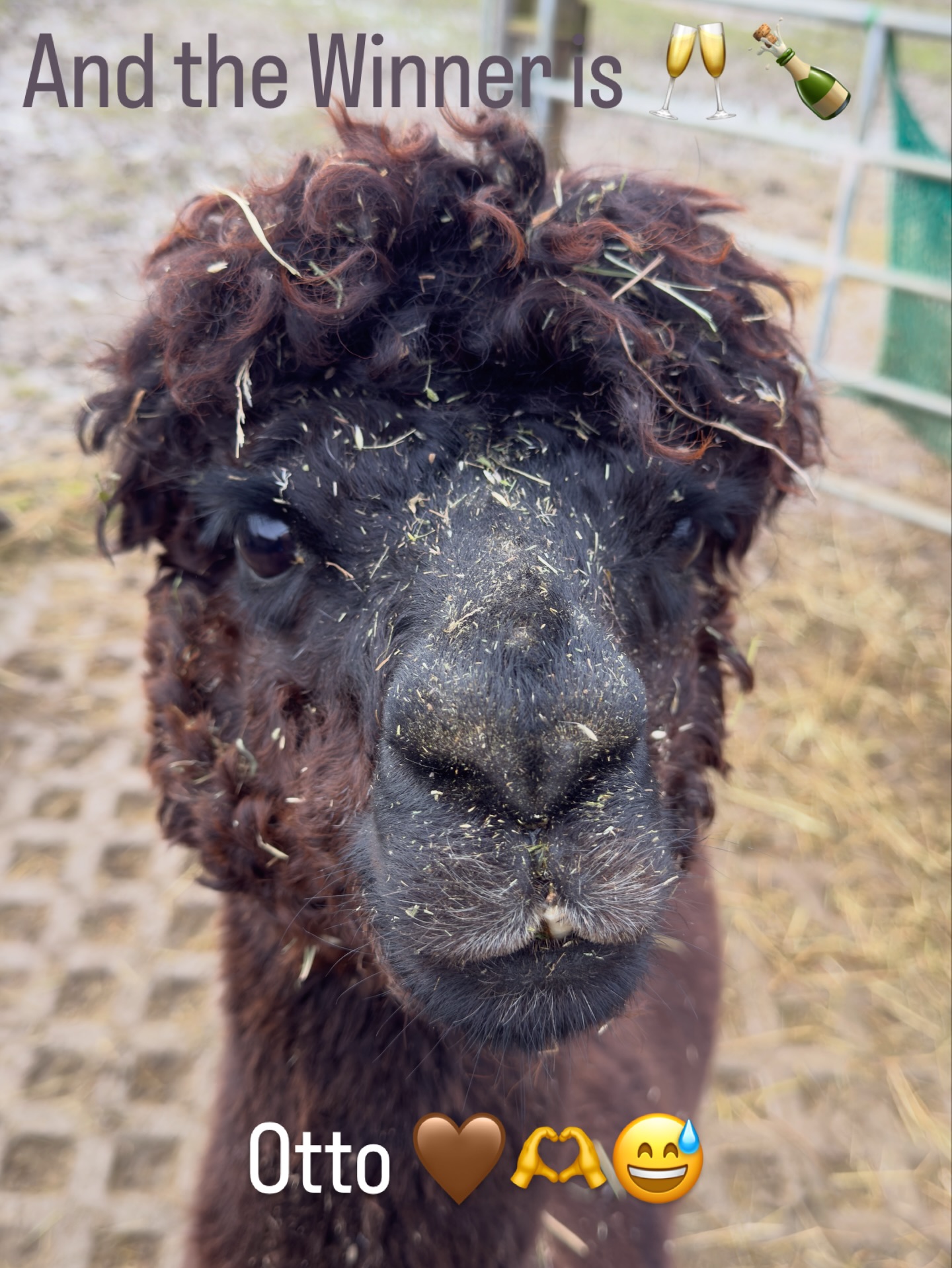 Das Ergebnis der gestrigen Umfrage: „Bad Hair Day“!
And the winner is 🥁
🥂🍾 OTTO 🤎🫶🥰😅
#selztallamas #stadeckenelsheim #rheinlandpfalz #rheinhessen
#rheinhessenliebe #mainz #firmenevent
#niederolm #wandern
#wandernmachtglücklich #lamas #wandernmitlamas #alpakas #wandernmitalpakas #esel #wandernmiteseln #outdoor
#draussenzuhause #begegnungshof
#begegnungshofselztallamas
#menschundtier #tieremachenglücklich #achtsamkeit #glücklich #ausflug #teamevent #afterwork #gutscheine