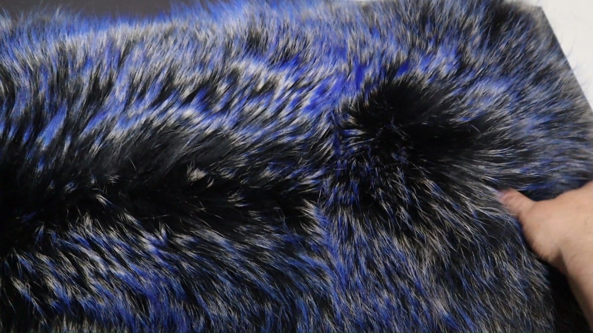 Blue Snow Tip TANUKI - FINN RACOON