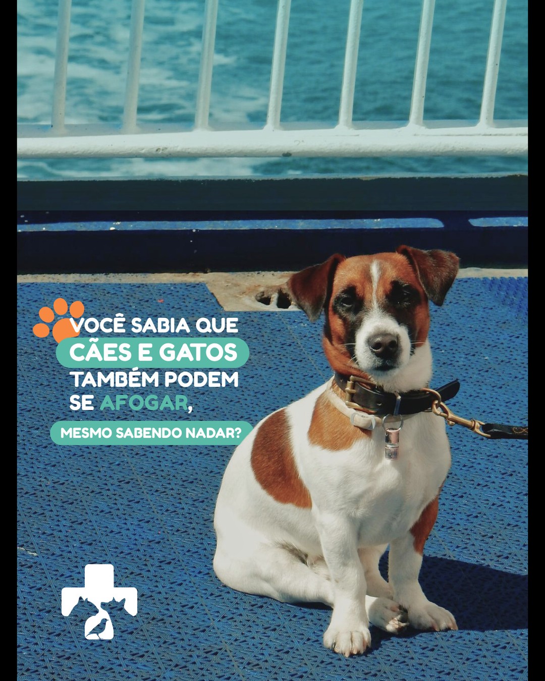 A piscina pode parecer inofensiva, mas representa um risco real para os pets especialmente os mais velhinhos. 🐕🦺💧
Quedas, dificuldade de sair da água e uso de lonas que cedem são causas comuns de acidentes fatais.
👉 Previna-se: instale barreiras, ensine seu pet onde sair e nunca o deixe sozinho perto da água.
💙 Proteção também é um ato de amor.
📍Localização: Hospital Veterinário Alto Tietê
#SegurançaAnimal #AfogamentoPet #VerãoPet #CuidadosComPets #PetsIdosos #HVAT
