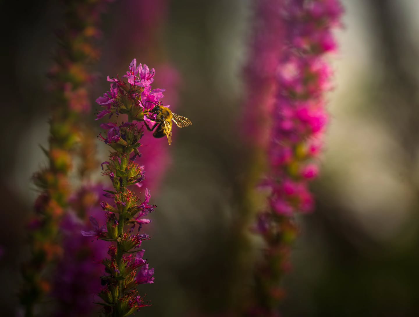 A busy little bee. 🐝
(2025-08-11)
#naturephotography #macrophotography #beesandflowers #pollinators #beesofinstagram🐝