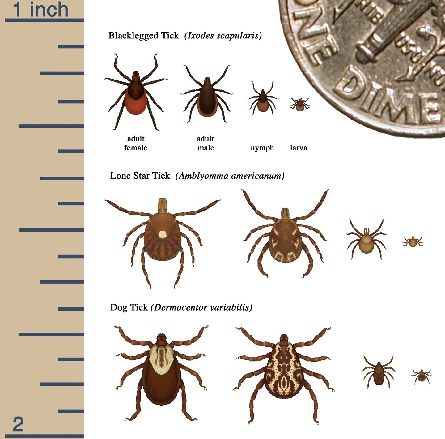 💚 Ascension Health: Safe, Effective & Natural Tick Prevention 💚 visit our blog for the article: ascensionhealingcenter.com/blog