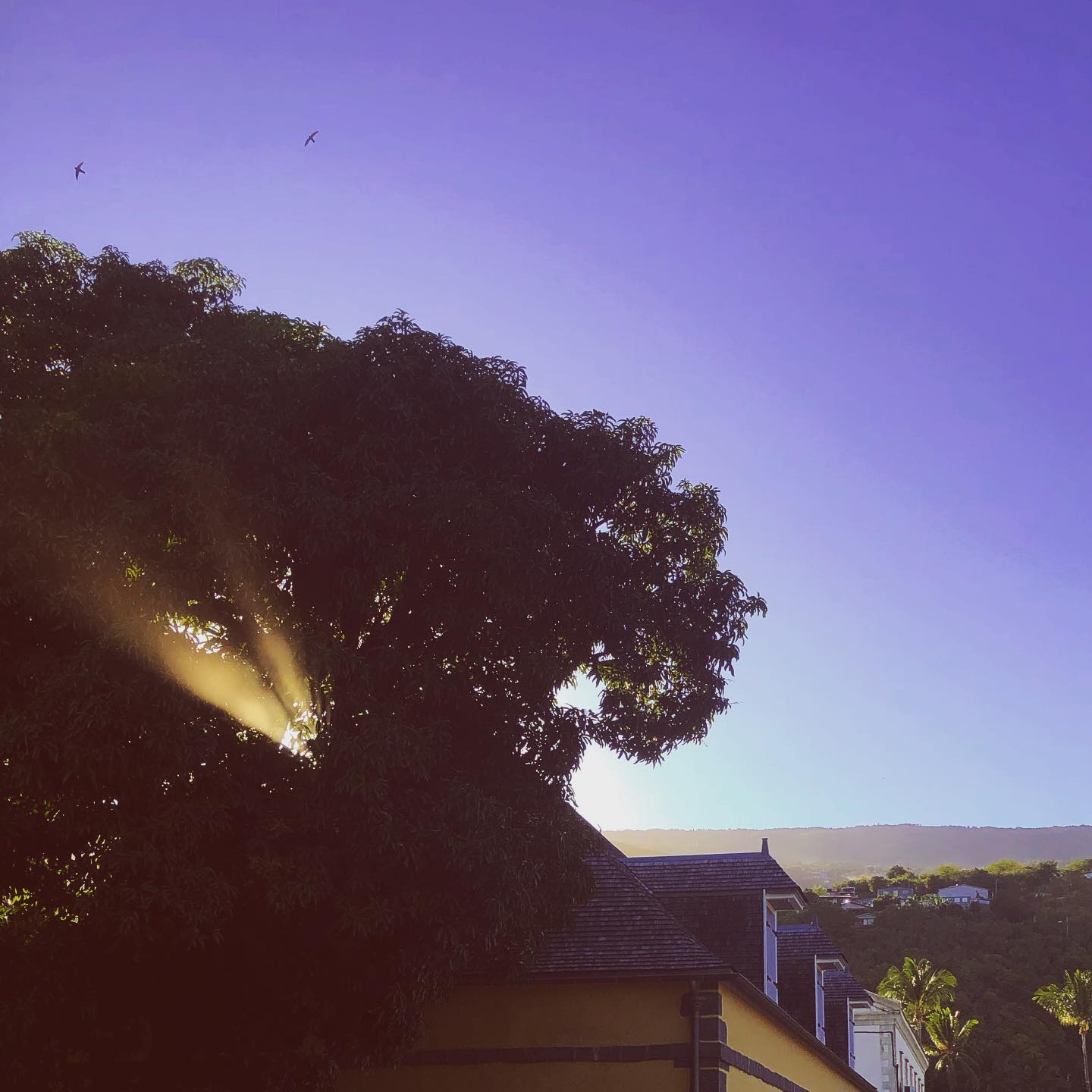 Le soleil a dormi dans l’arbre
Se réveille avec les oiseaux