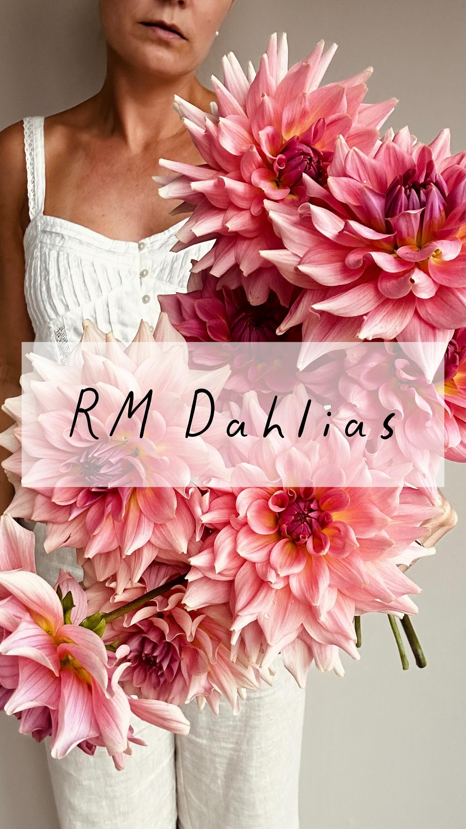 💃 Reklam för egen verksamhet 💃
Vi har blivit distributörer för RM dahlias - @rivermerlefarm och har lagt till dessa sorter till sortimentet i år:
-RM Raspberry Twinkle*
-RM Mauvelous*
-RM Berry Kiss*
Vi hoppas på att få tag i några av Haileys fantastiska dahlianyheter för 2026 som vi kan dela med er senare under säsongen 🤩
Det finns många underbart vackra sorter som vi har spanat in 💕
We have become distributors for RM dahlias - @rivermerlefarm and have added these varieties to the range this year 🔝
We hope to get our hands on some of Hailey’s amazing new dahlias for 2026 to share with you later in the season 🤩
She has many wonderful varieties that we have our eyes on 💕
*This photo is the property of River Merle Farm LLC. We have obtained permission to use it for this product listing as an authorized distributor of River Merle Farm ’RM’ dahlias.
#storiesandcreations #dahliadesire #rmdahlias #rivermerlefarm #dahlia