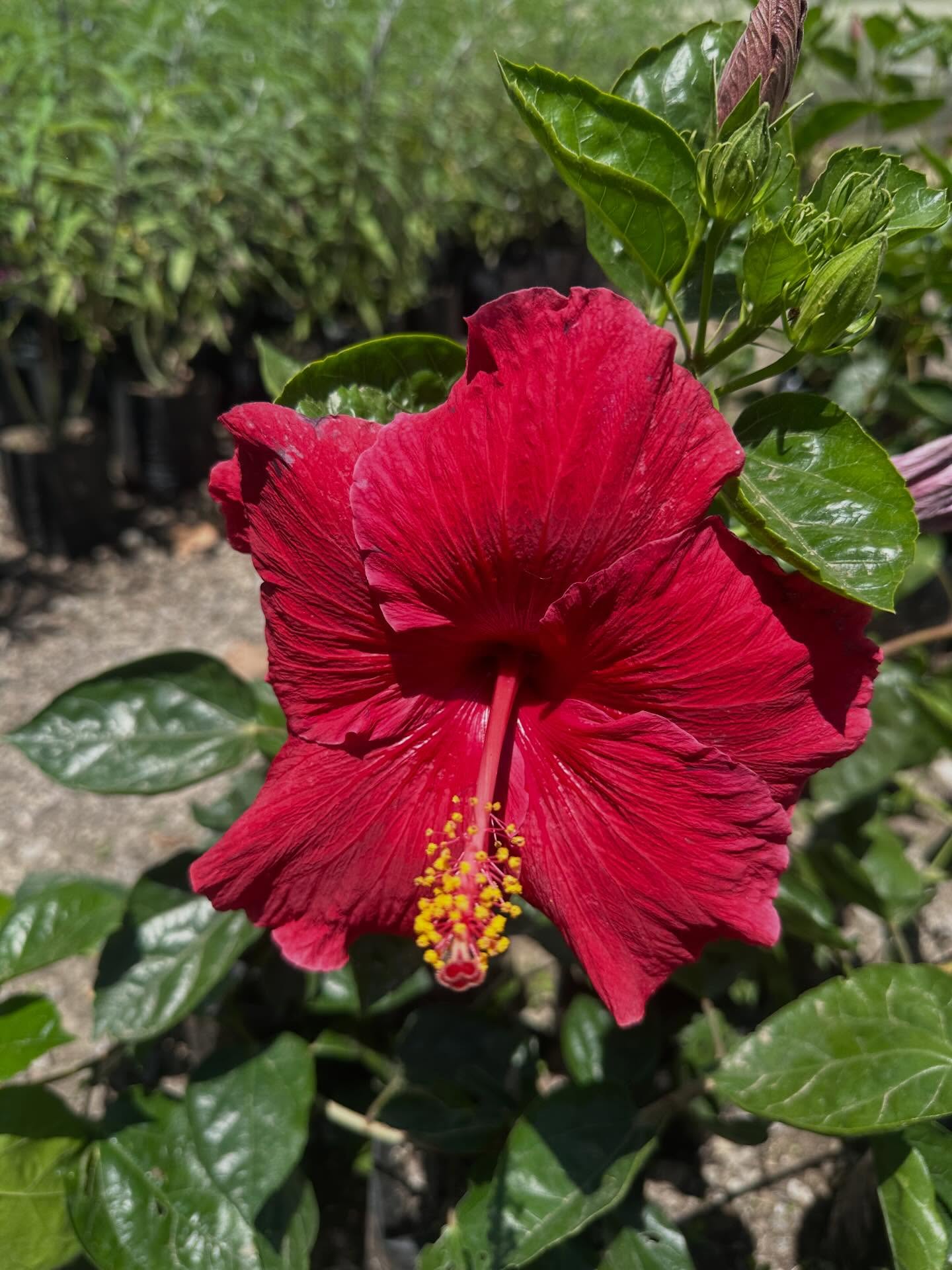HIBISCOS disponibles