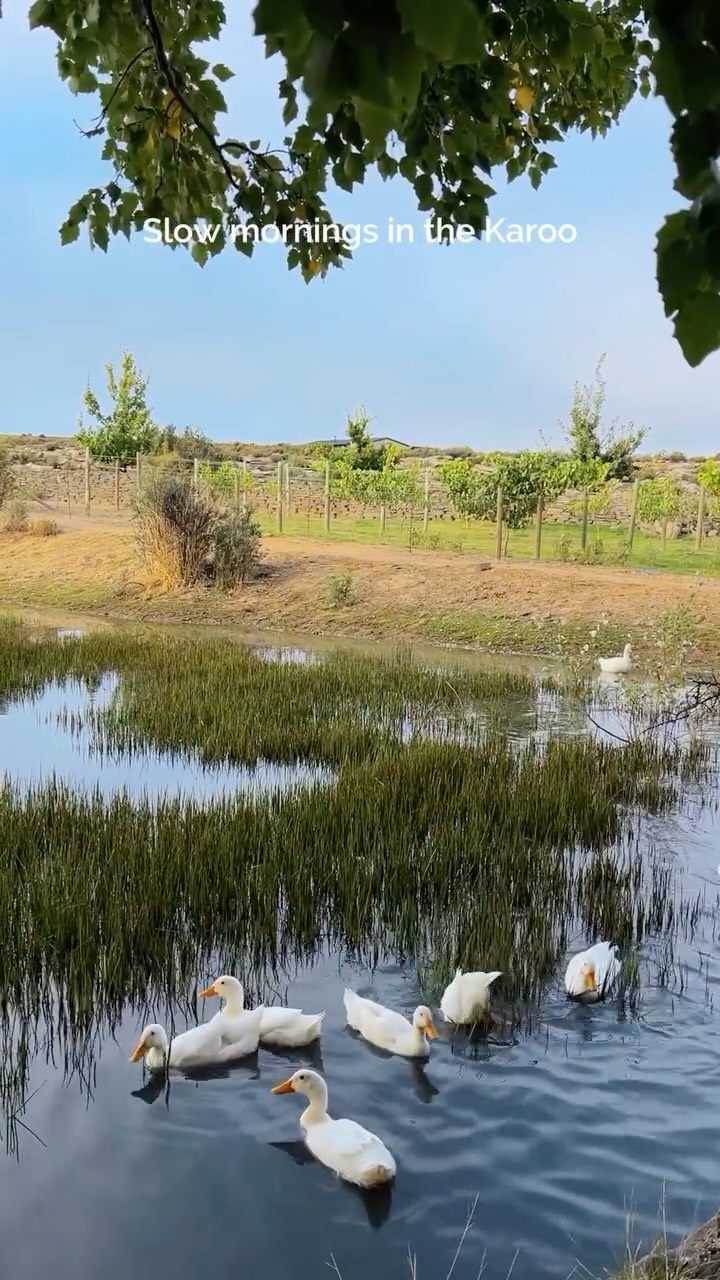 There’s nothing quite like a Karoo morning…
When the first light hits the dust in the air and the world turns to gold, you understand the magic of this place.
The quiet. The stillness. The slow, dusty dawn that settles into your soul.
Out here, the day doesn’t rush you, it invites you. Coffee tastes better, footsteps sound softer, and the wide-open silence becomes part of the experience.
These are the moments that make the Karoo unforgettable: the warm morning haze, the untouched landscapes, and that grounding, peaceful feeling you can’t find anywhere else.
This is the Karoo vibe, unpretencious, calming, and waiting for you at Rogge Cloof.
#luxuryecotravel #darkskyreserve #travelsouthafrica #karoo #karoolife
karooaccommodation hikingadventures hikingsouthafrica cheetahconservation cheetah sustainabletravel stargazing astrophotography sutherland astronomylover wideopenspaces natureescape nightphotography nightsky astronomy thisissouthafrica