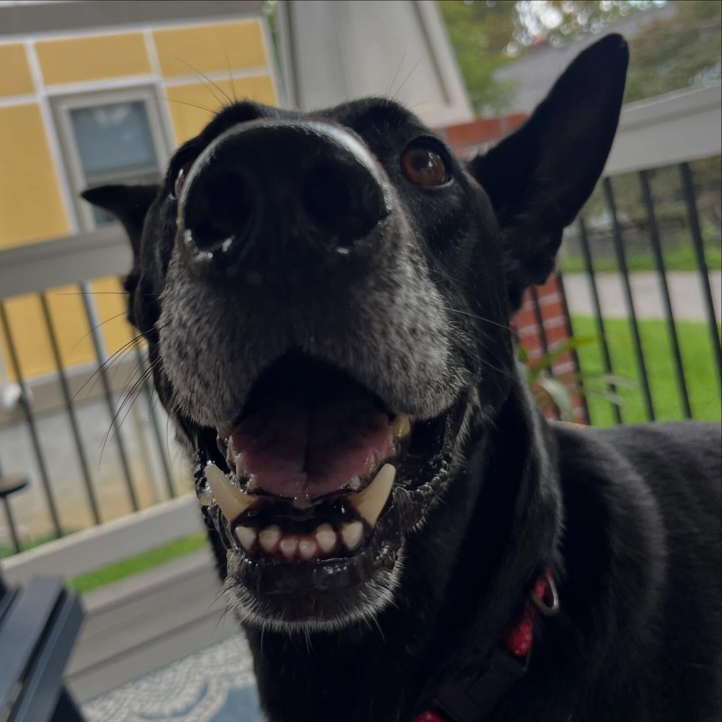 Loki is our neighbor and a Scooby Doo look-a-like - and we love him!
We got the chance to hang with him for a little bit back in Sept. and he was a perfect gentleman! Roscoe and he became besties- sharing carrots, ice cubes, and cookies! Roscoe even gave him a stuffy to play with.
We can’t wait to have more hangs and run wild in the backyard during an epic game of ball!
Loki, we love you and your big ears! See you soon, neighbor!