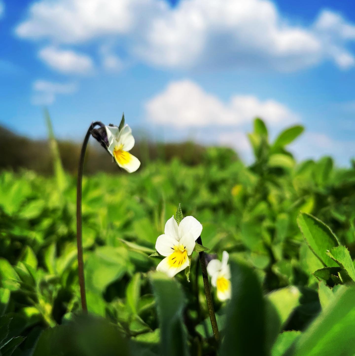 Pensées des champs.