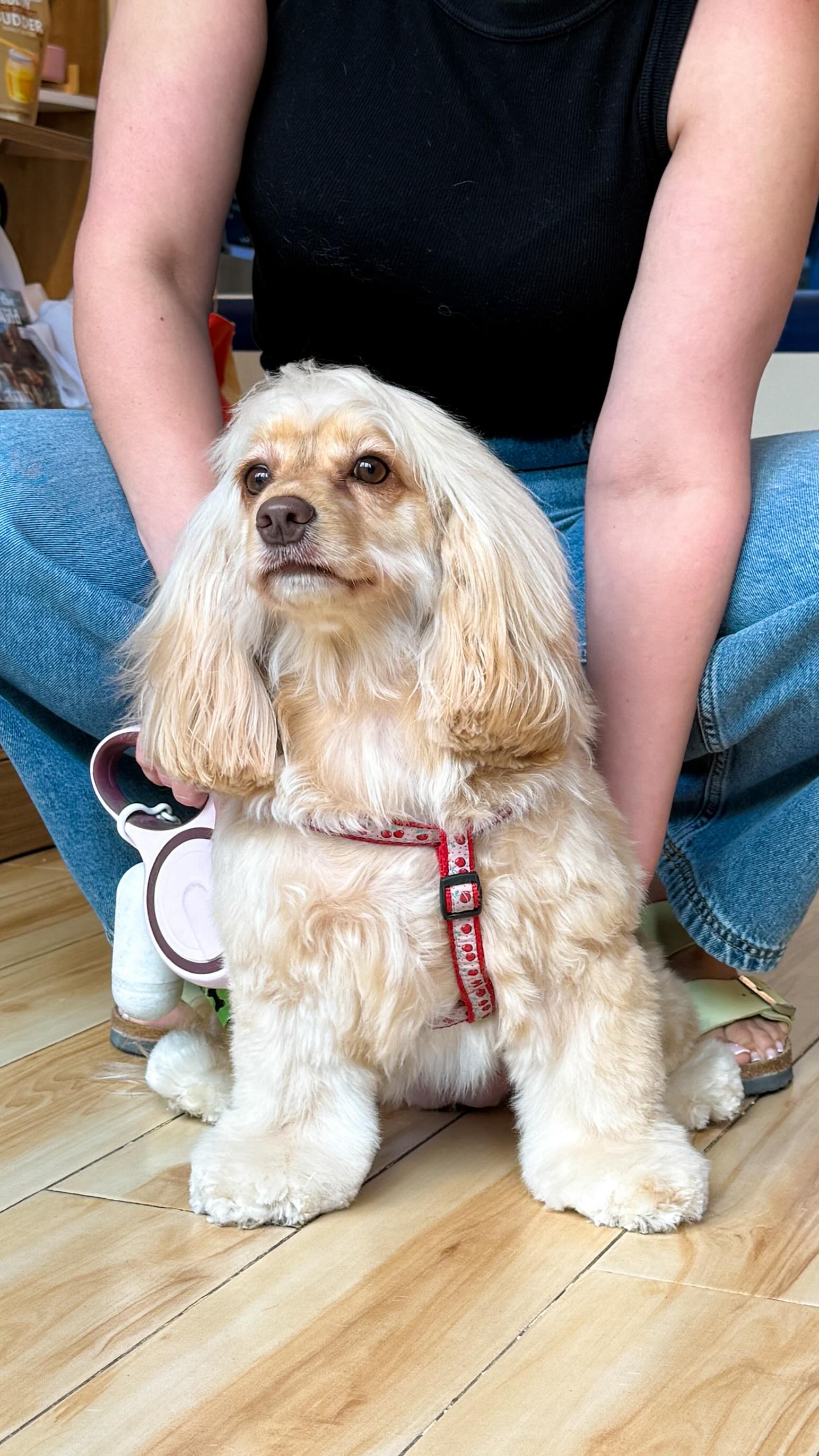 Another sweet grooming day with the show-stopping @cherry_berry_dubai 🍒🧡 #tailwaggin #petgrooming #wagginized