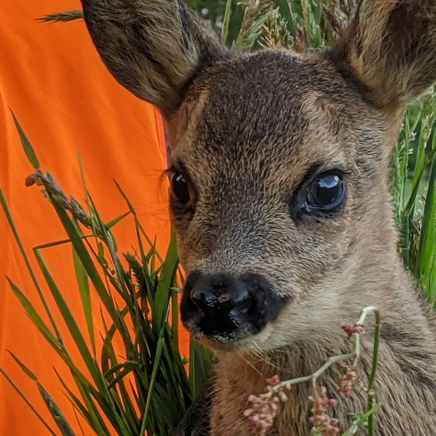 Gerettet! Eines der Kitze, welches heute von unseren Drohnen-Teams geortet und gerettet werden konnte.
#rehkitzrettunghannover #rehkitzrettunglangenhagen #rehkitzrettung2021 #langenhagen