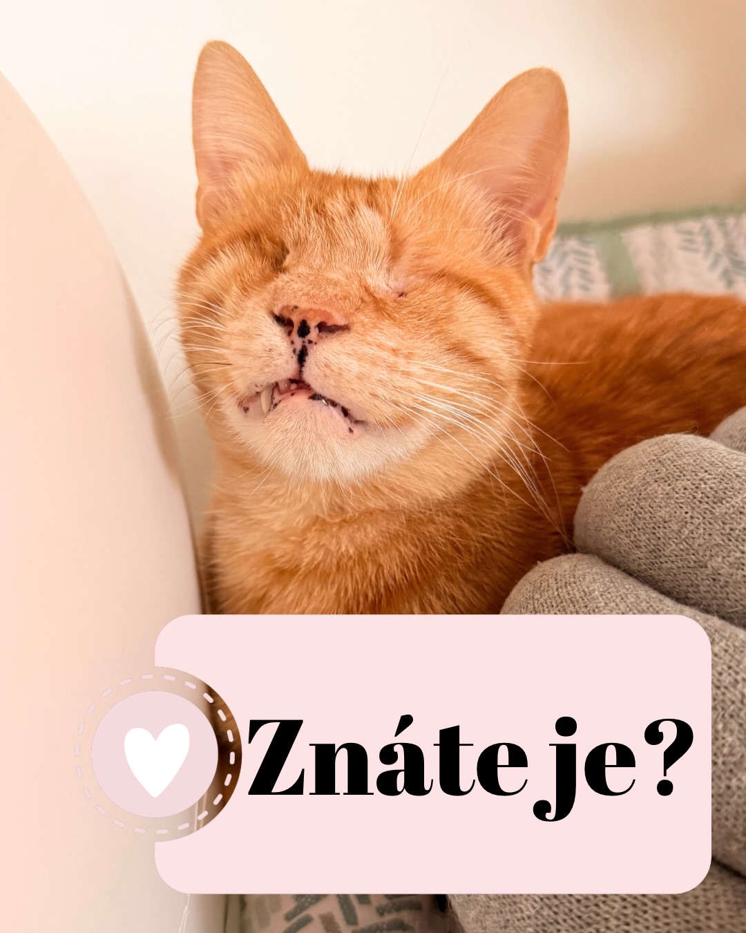 Znáte je? Naše neuvěřitelné hrdiny, jejichž svět je možná zahalen do tmy nebo ticha, ale rozhodně mu nechybí barvy, radost a odvaha? ✨
Dovolte mi představit vám Dario Meowgical. Jsou to naši slepí nebo hluchoslepí bojovníci, kteří se nenechali svými smysly omezit. Stejně jako náš milovaný Dario, i tito „Meowgical“ parťáci každý den dokazují, že k tomu, abyste trefili k misce, na okno nebo přímo do lidského srdce, nepotřebujete oči ani uši. Stačí k tomu neomylný kočičí instinkt. 🐾🧭
Možná si říkáte, že jejich život musí být plný překážek, ale naše světlušky to vidí úplně jinak:
⭐ Dokonale mapují prostor (často lépe než my po tmě v ložnici 😅).
⭐ S jistotou zdolávají škrabadla a loví hračky podle sluchu či vibrací.
⭐ Jejich smysly jsou natolik vybroušené, že vycítí vaši lásku dřív, než se jich vůbec dotknete.
Pro ně handicap není omezením, ale jen jiným způsobem bytí. Milují své bezpečné zázemí, kde se každý kout stává známým přístavem a kde i v té největší tmě září jejich chuť si hrát. 🐭 prskavky a šustící tunely jsou u nás v permanenci!
Tyto výjimečné kočičky teď hledají své „světlo“ – virtuálního rodiče, který se stane jejich oporou a součástí jejich magického příběhu. Vaše podpora v rámci programu Dario Meowgical nám pomůže udržet jejich svět bezpečný, klidný a plný speciální péče, kterou si zaslouží. 🙏💖
Chcete být světlem v temnotě pro ty, kteří vidí jen srdcem? Naše světlušky čekají právě na vás. Podrobnosti o tom, jak se stát virtuálním rodičem, najdete v odkazu v biu! 👆✨
Děkujeme, že pomáháte psát tyto zázračné příběhy.
Terka ze Šklíby ❤️