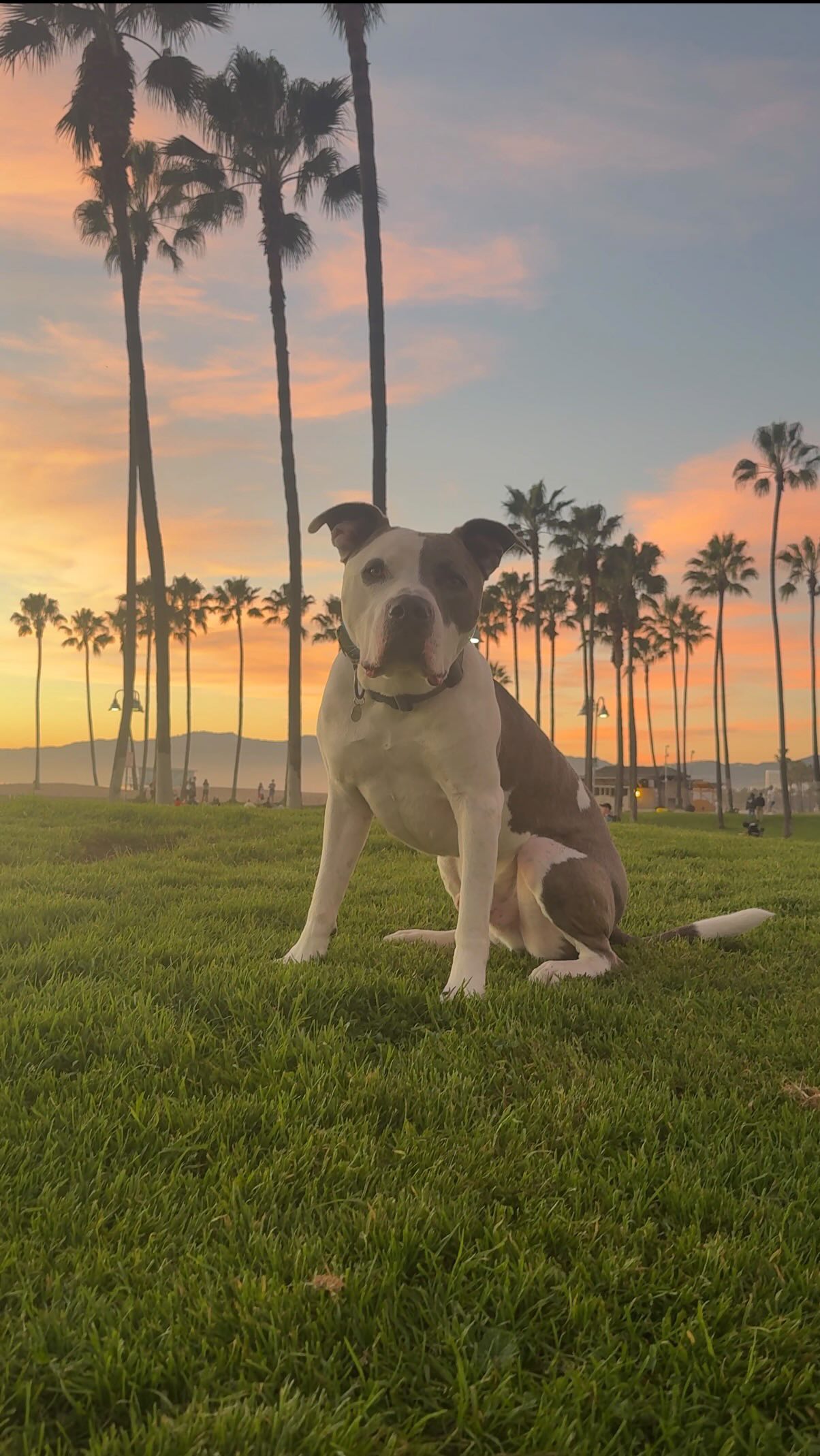 Back where we started from…
#losangeles #dogs #rescuedogs #dogtraining