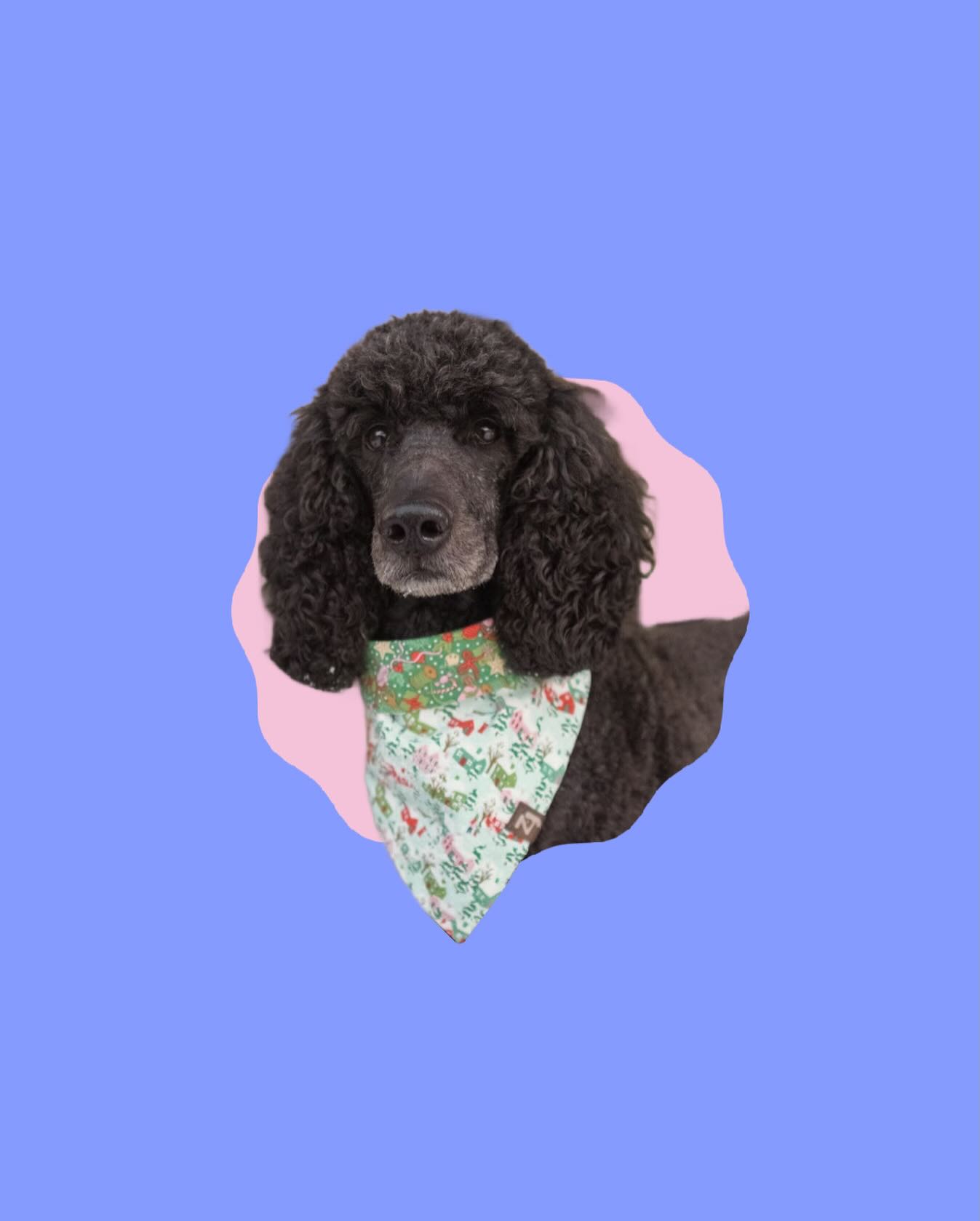 ✨ WELCOME ZERO ✨
The next addition to our pack of stone-cold models is Zero, an almost-4-year-old standard poodle hailing from Kingston. Zero is an entrepreneur, an adventurer, a content creator, and the Chief Morale Officer at her full time job when she’s not voguing for us.
Zero is described as curious, polite, and sensitive by those who know her best.
Follow @zero.thepoodle to learn more about Canadian dog brands, and follow along on Zero’s adventures!
#DogAmbassador #BrandAmbassador #KingstonOnt #CanadianDogs #DogsOfInstagram